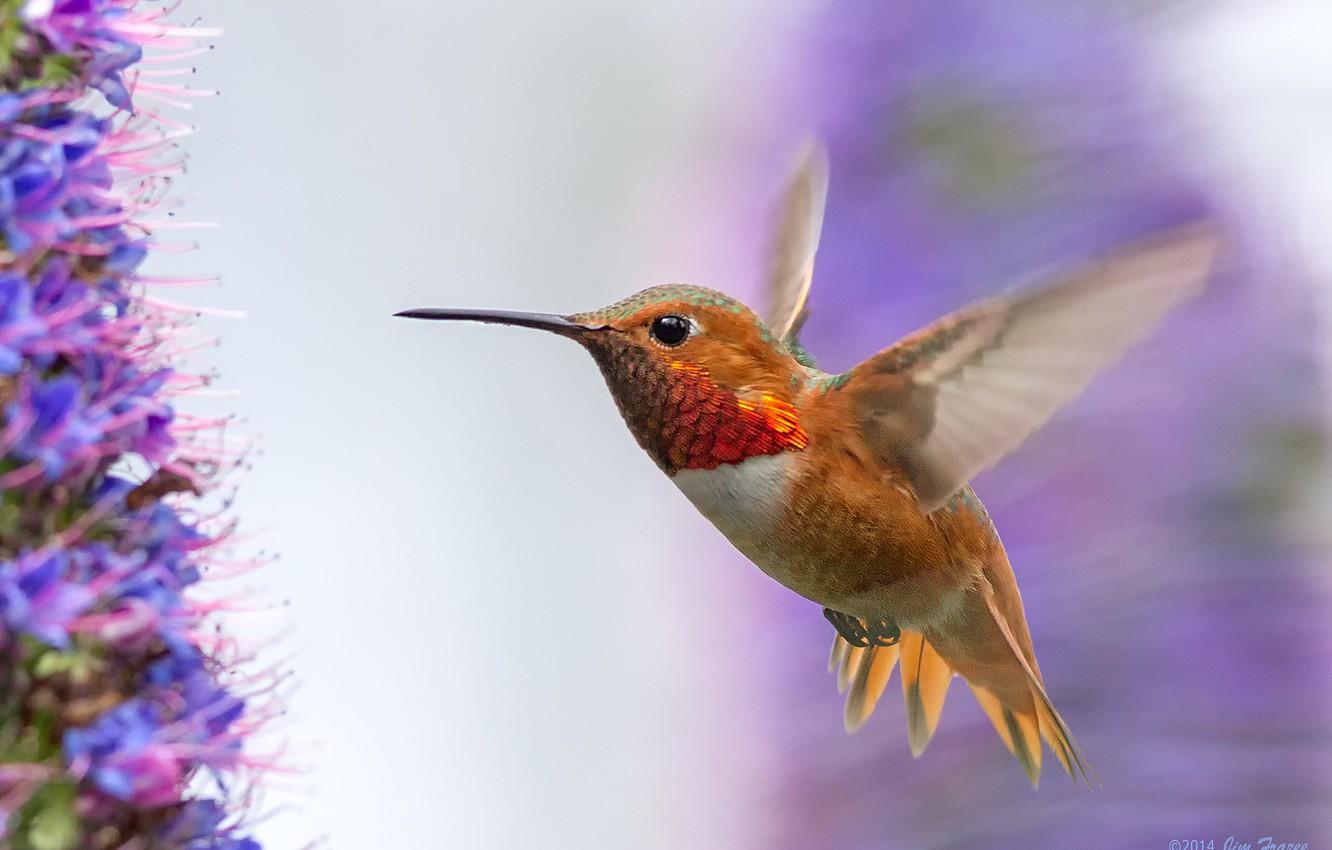Wallpaper flight, flowers, bird, wings, Hummingbird, bird
