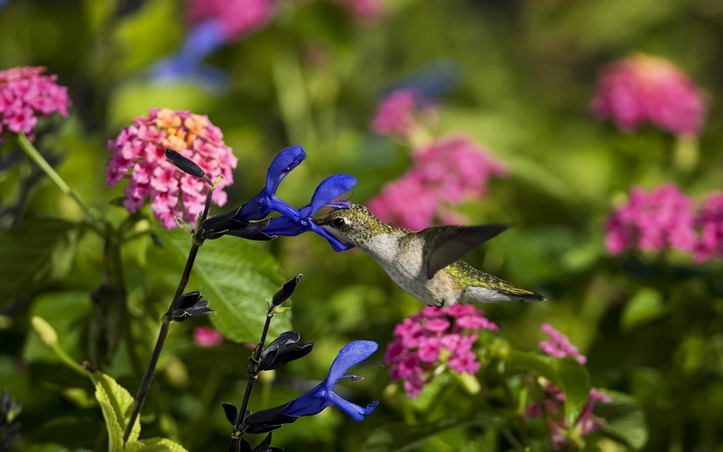 Download wallpaper 1440x900 birds, hummingbirds, flowers