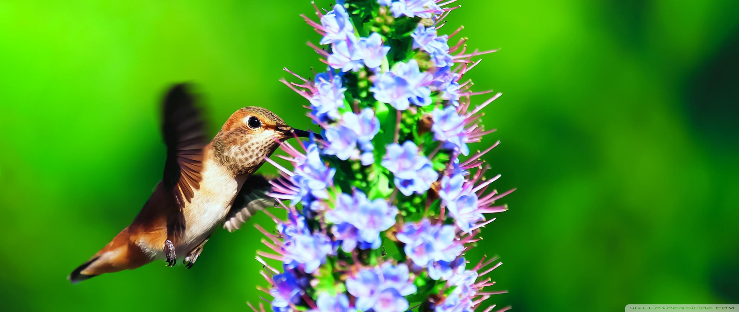 Hummingbird in the Wild ❤ 4K HD Desktop Wallpaper for 4K