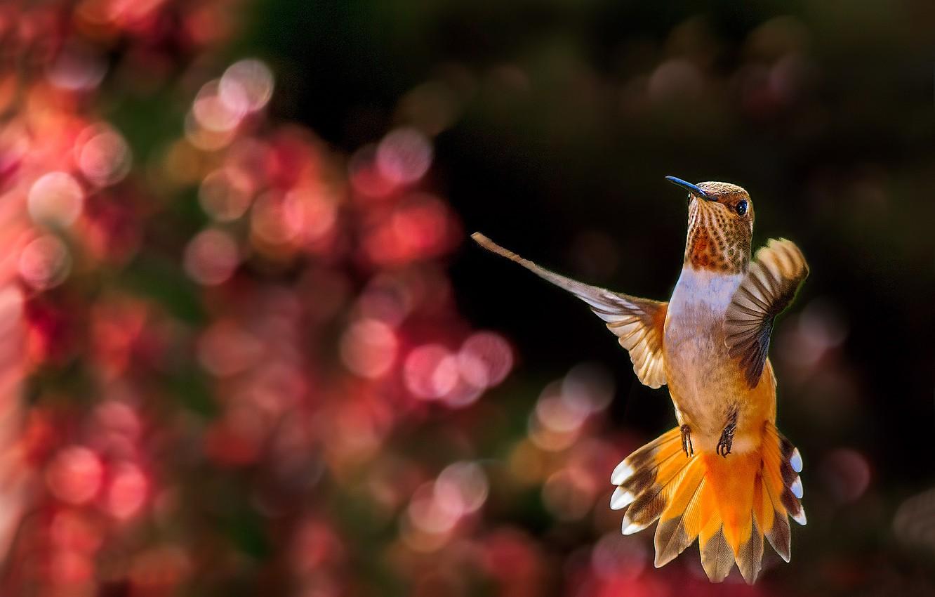 Wallpaper glare, background, bird, Hummingbird, in flight
