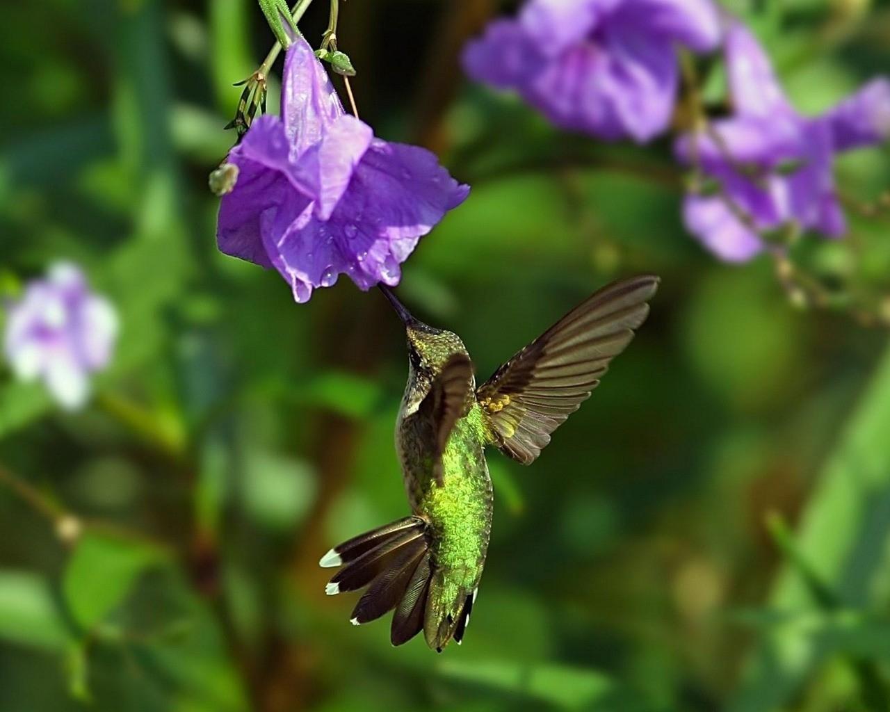 birds hummingbirds colibri purple flowers 1280x1024