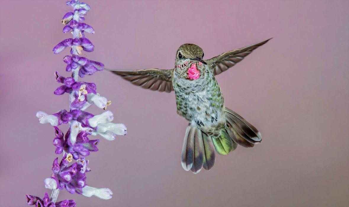 Animal Bird Flower Hummingbird wallpaperx1216