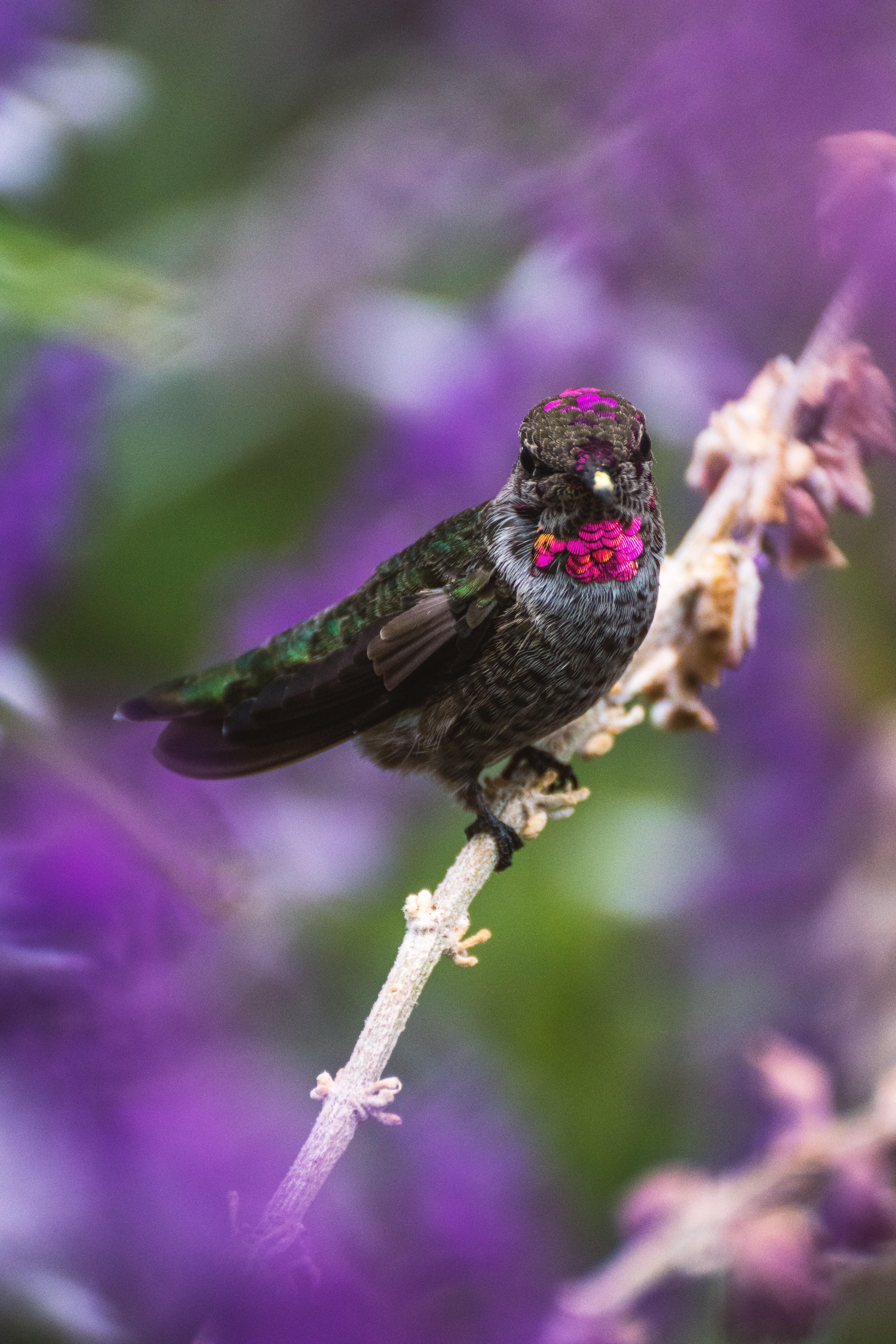 Download wallpaper 4000x6000 hummingbird, bird, branch, blur