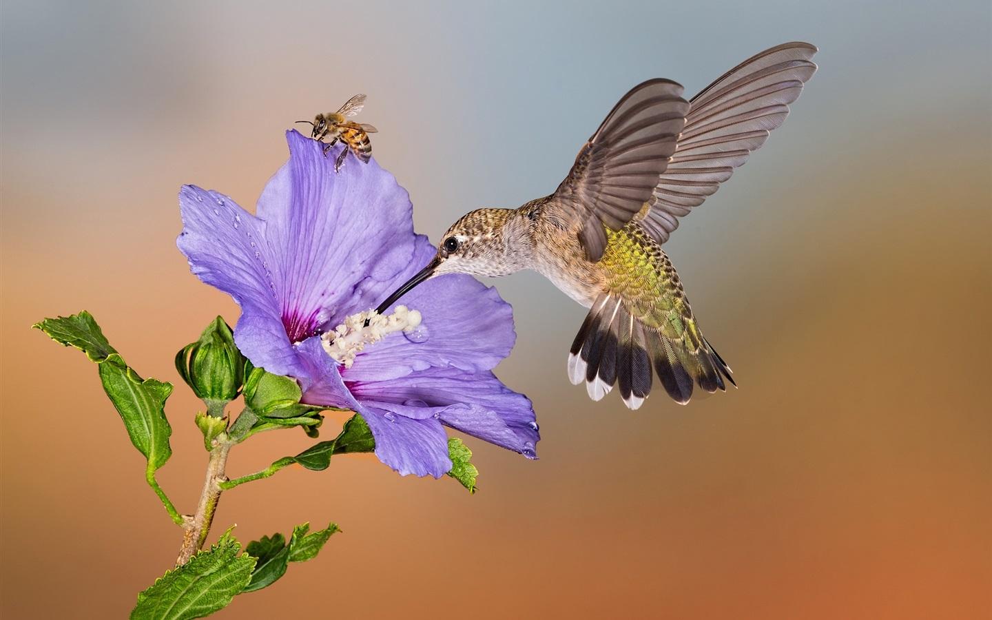 Wallpaper Hummingbird flight, purple flower, bee 1920x1200