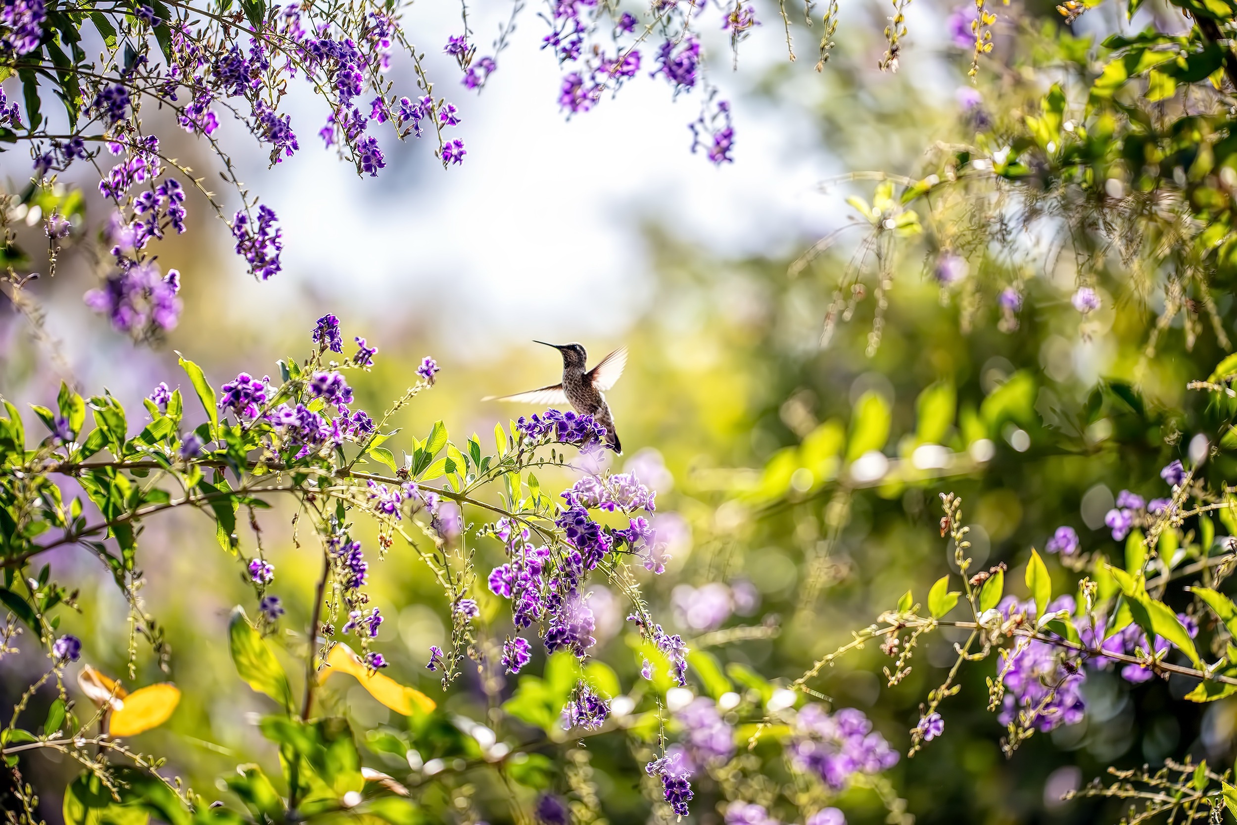 Hummingbird HD Wallpaper