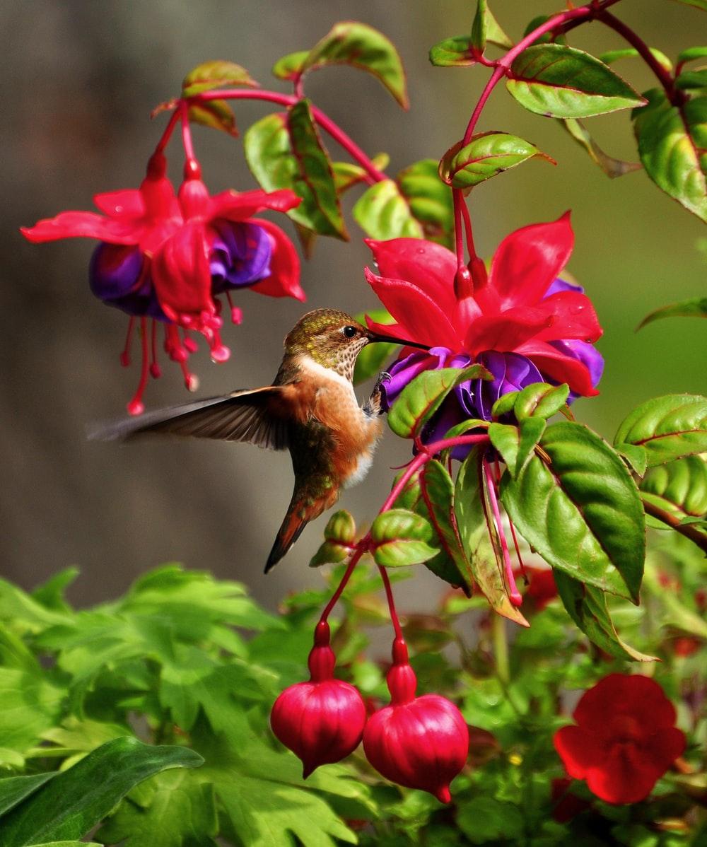 wildlife photography of brown hummingbird near red petaled