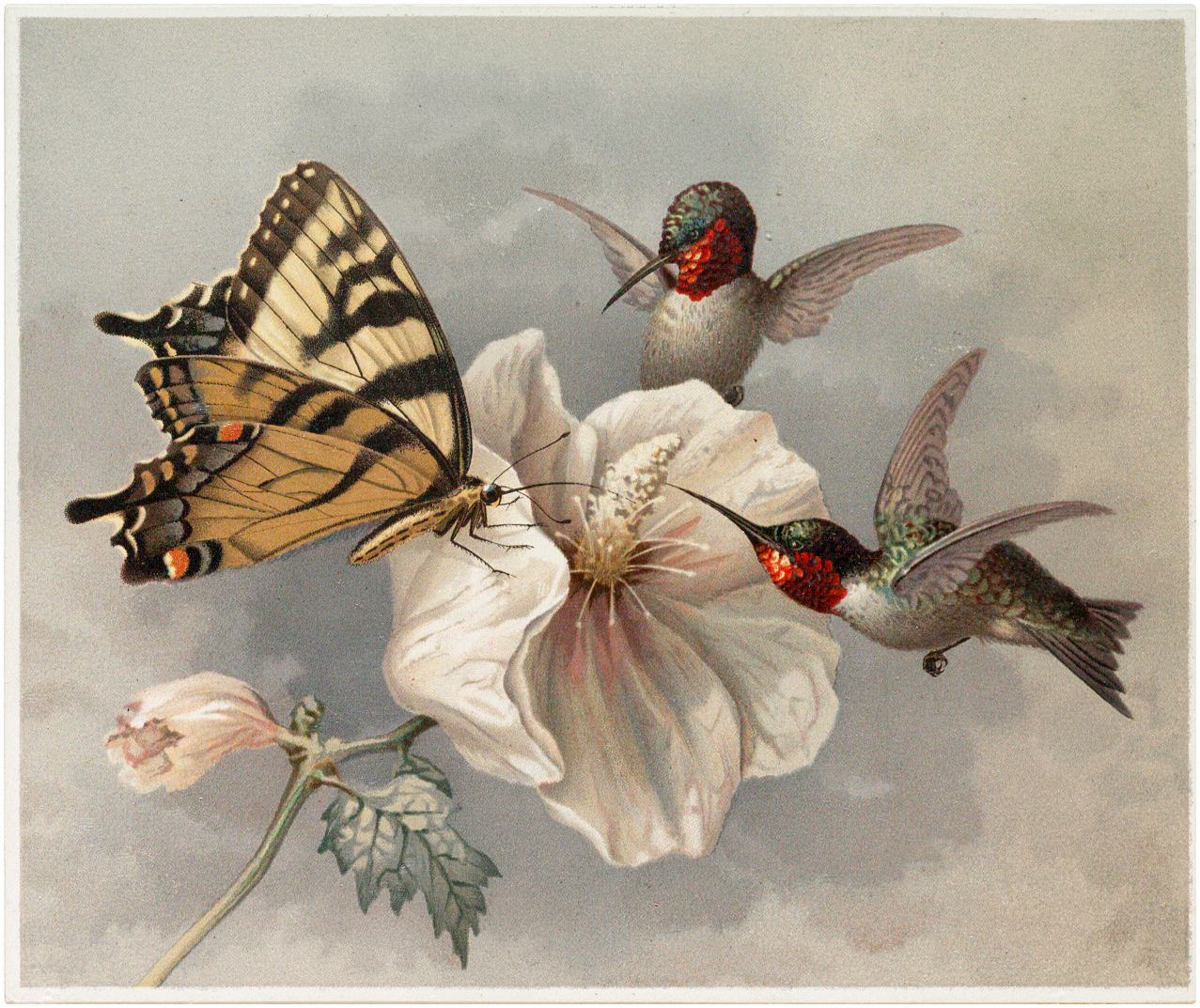 Hummingbird Graphics Image! Graphics Fairy