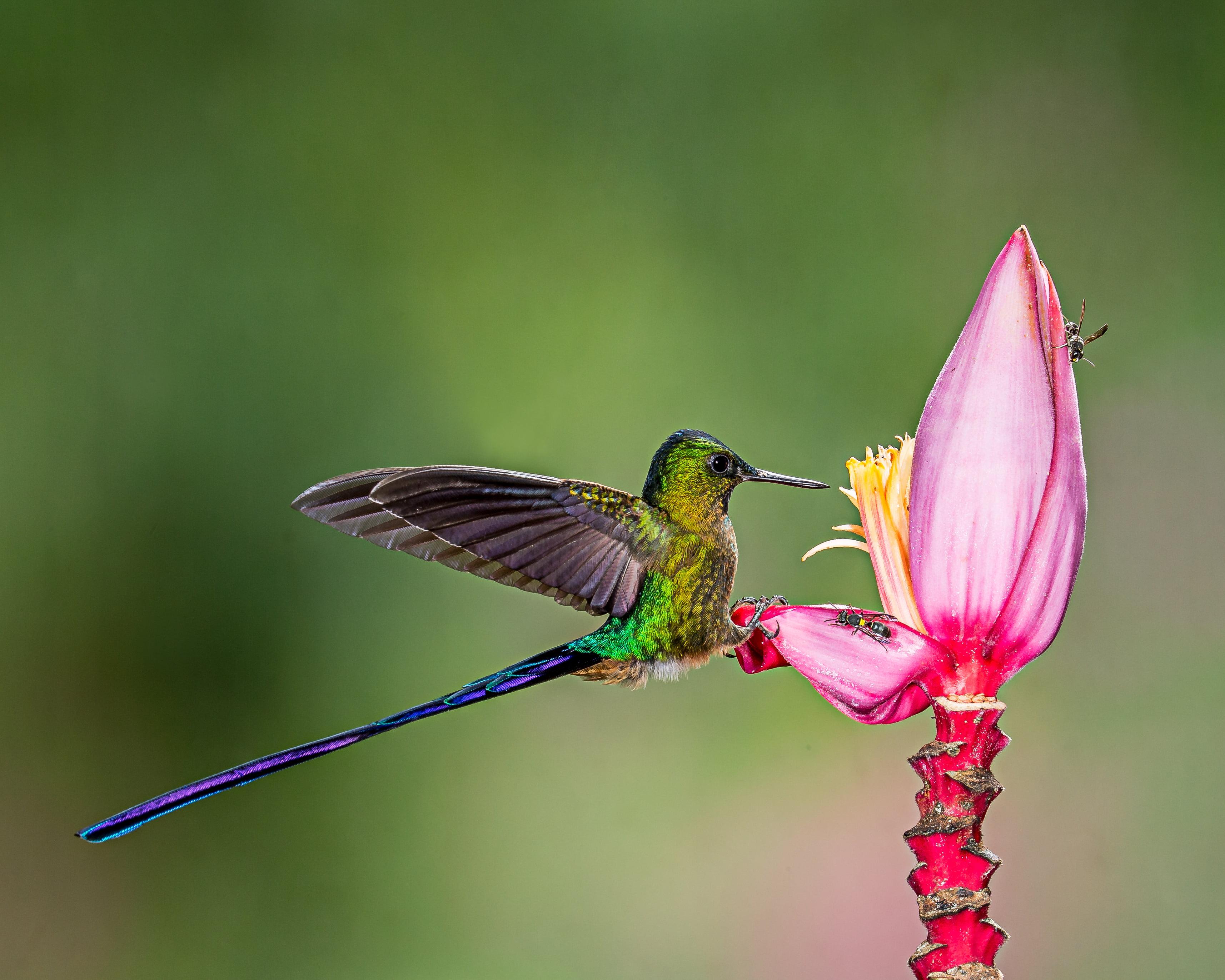 Green and purple hummingbird perched on pink flower HD