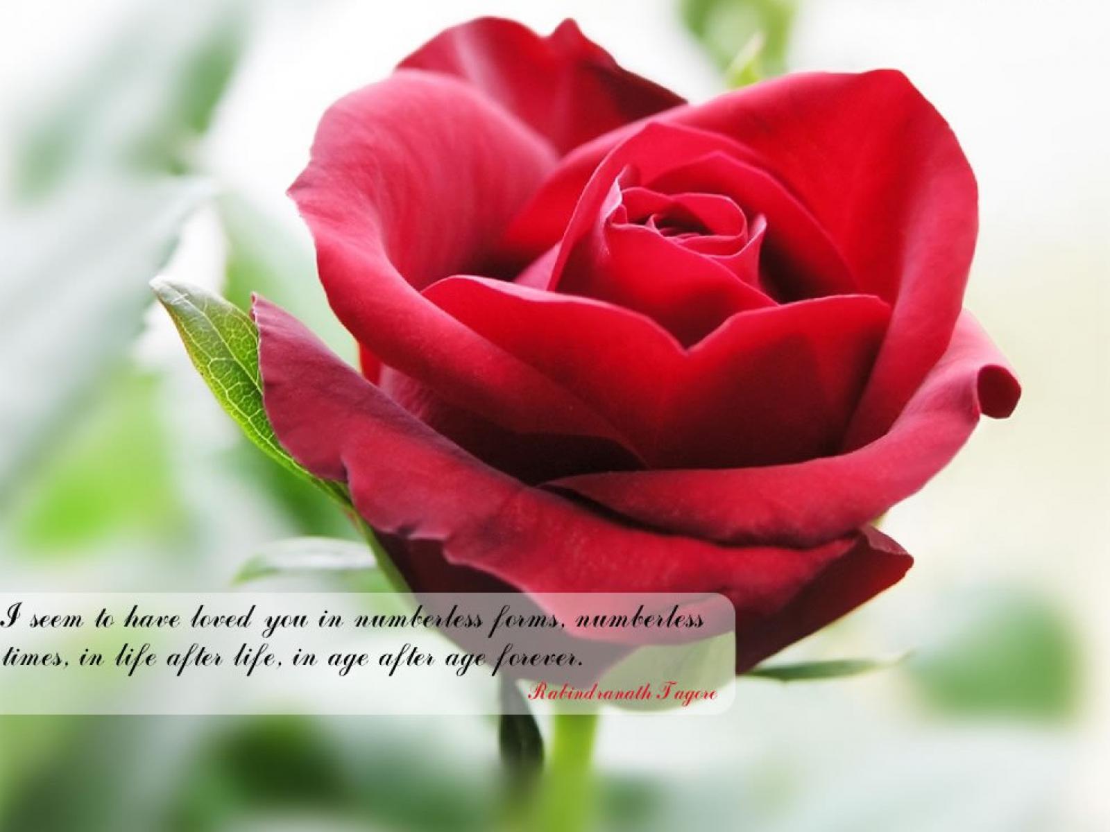 Best Rose Quotes To Show Your Love