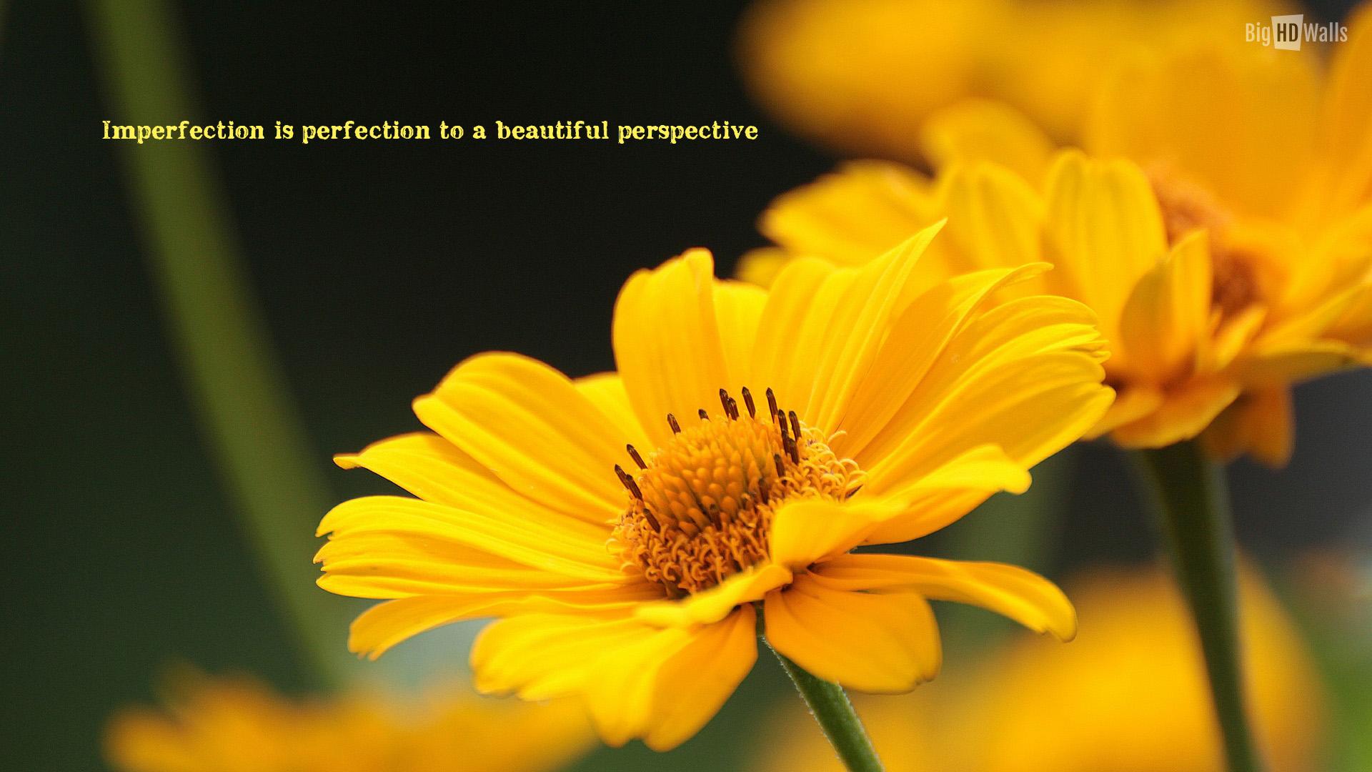 Free download Beautiful yellow flower with an awesome quote