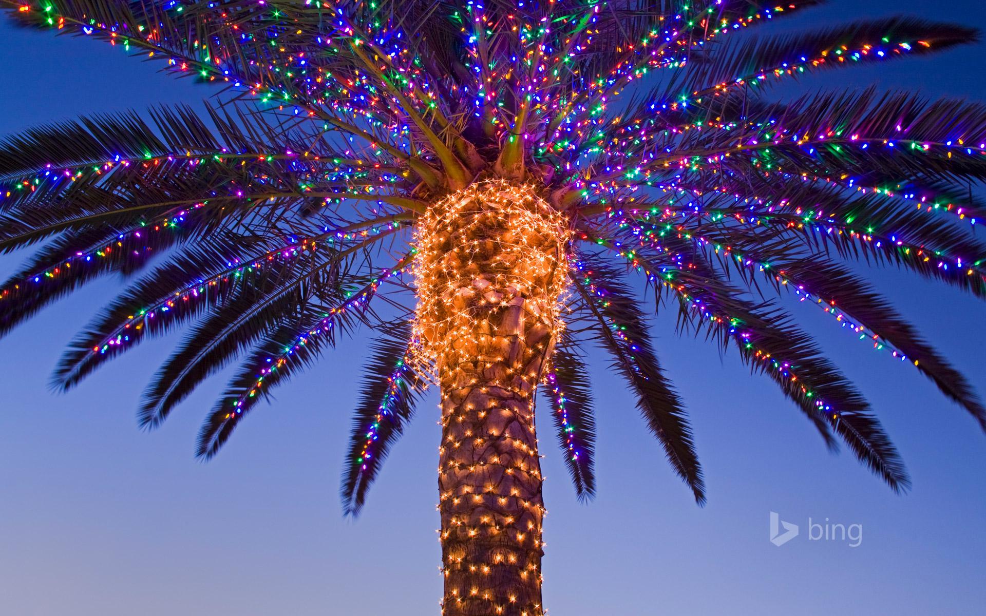 Christmas lights in a palm tree at a winery, Temecula Valley