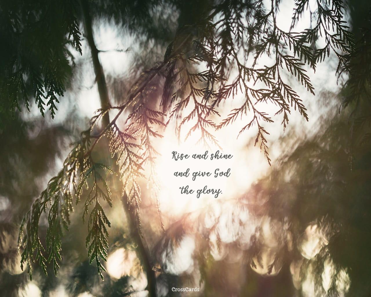 Rise and Shine Wallpaper Trees Desktop Background