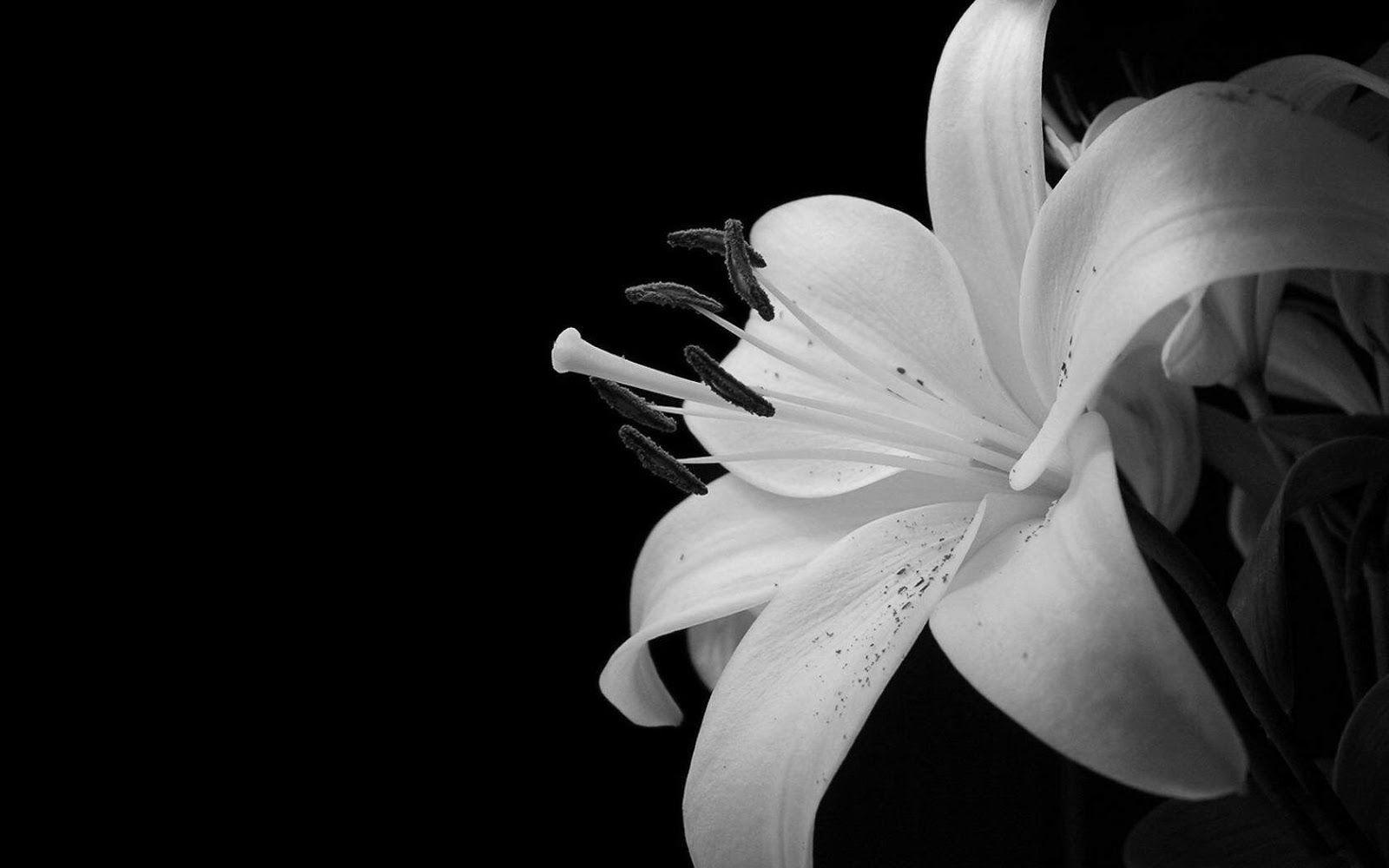 Amazing White Flower Black White Wallpaper HD Widescreen Desktop,. White flower wallpaper, Black and white wallpaper iphone, White flowers