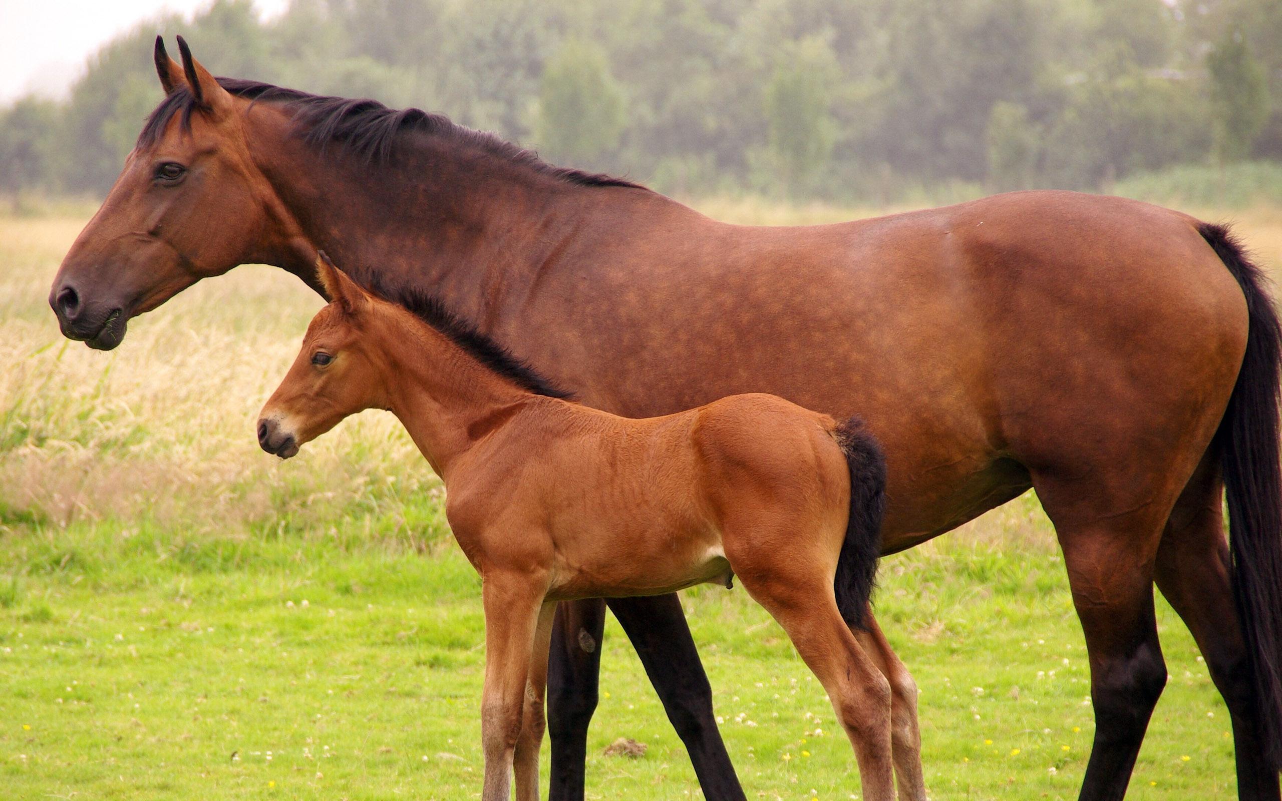 Mare and foal HD Wallpaper. Background Imagex1600