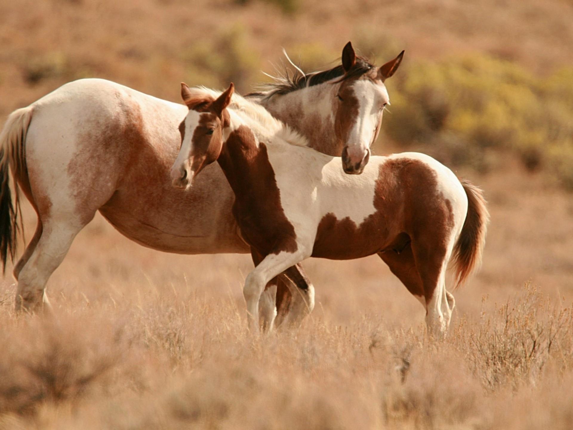 Mare And Foal Streaky Field Dry Grass Wallpaper HD