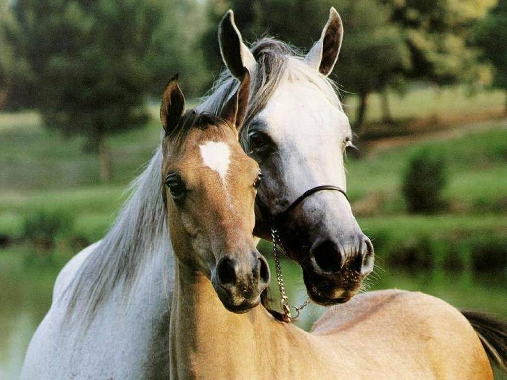 MARE & FOAL. Artist Fred Stone. Beautiful horses, Free