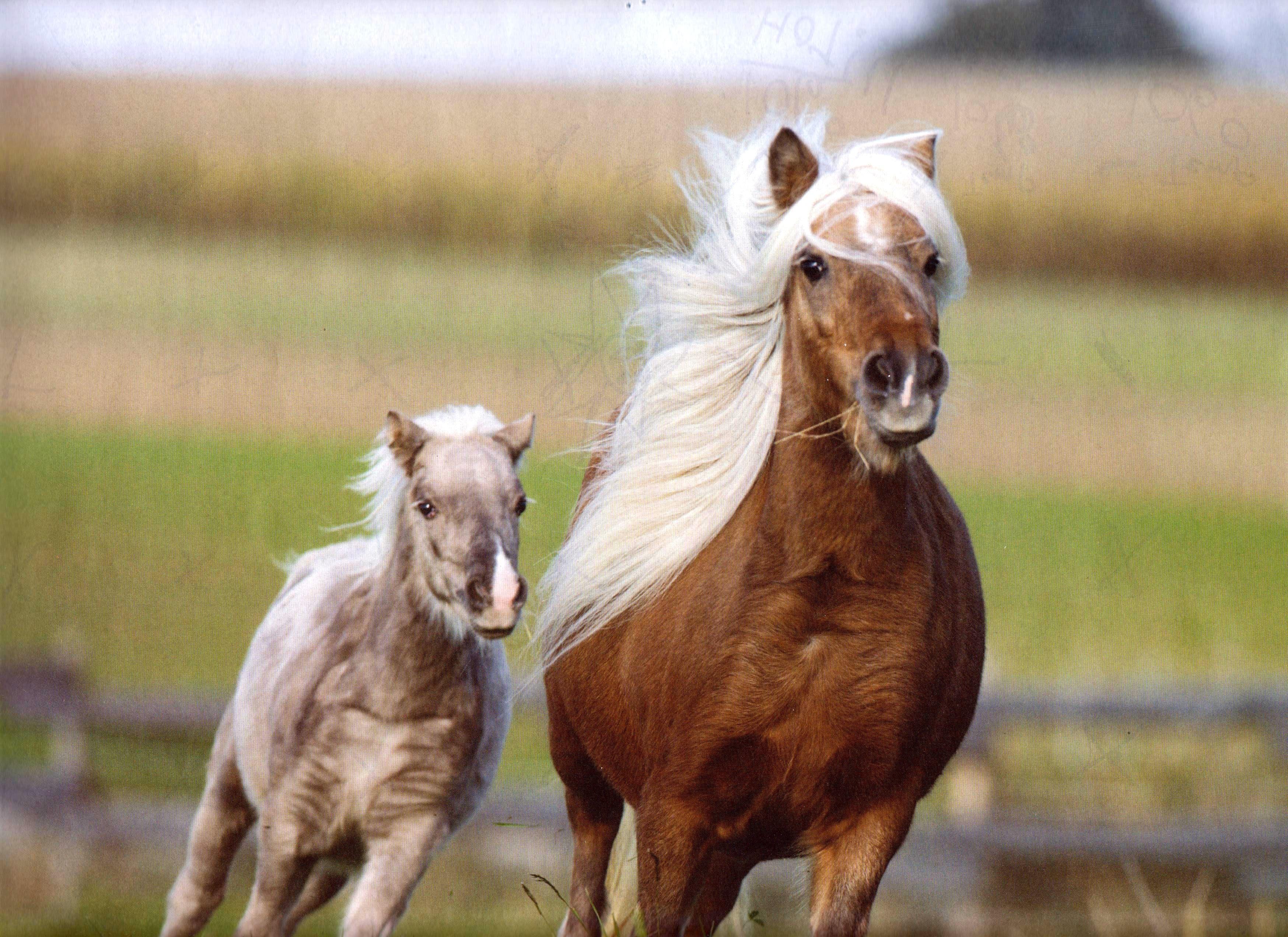 Miniature Mare Foal Galloping Horses Mares Foals High