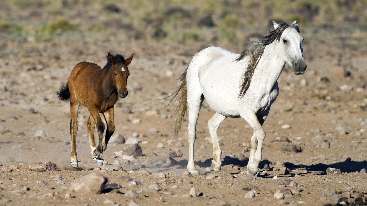 Horse mare foal mother baby couple family running wallpaper