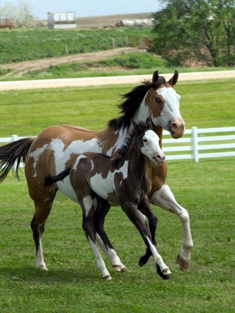 Free download Beautiful Paint Horse Wallpaper Paint horse