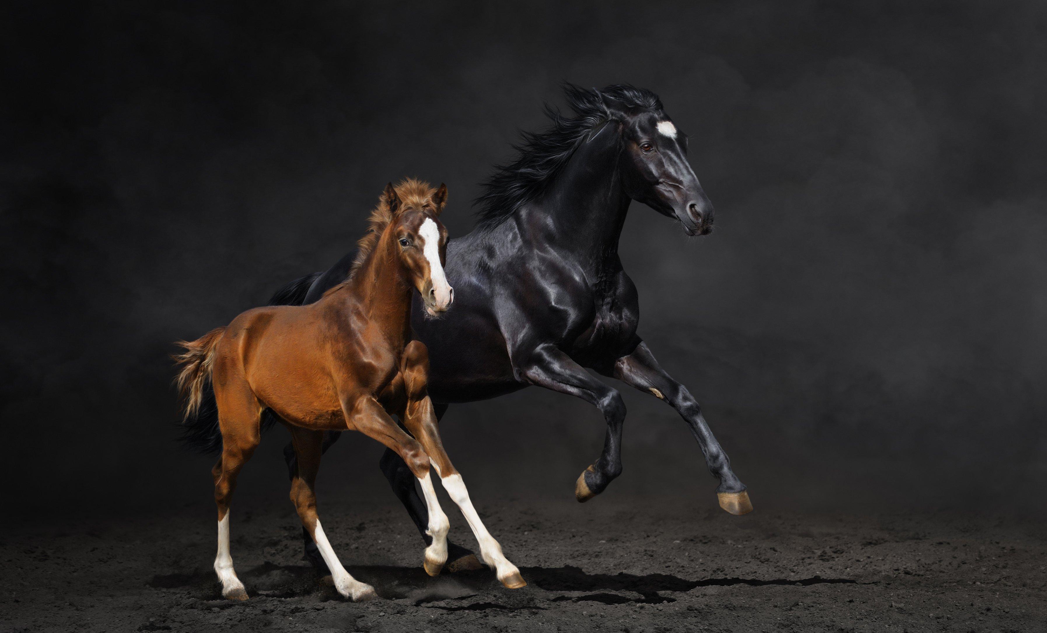 Couple foal horse horse running dust wallpaperx2170