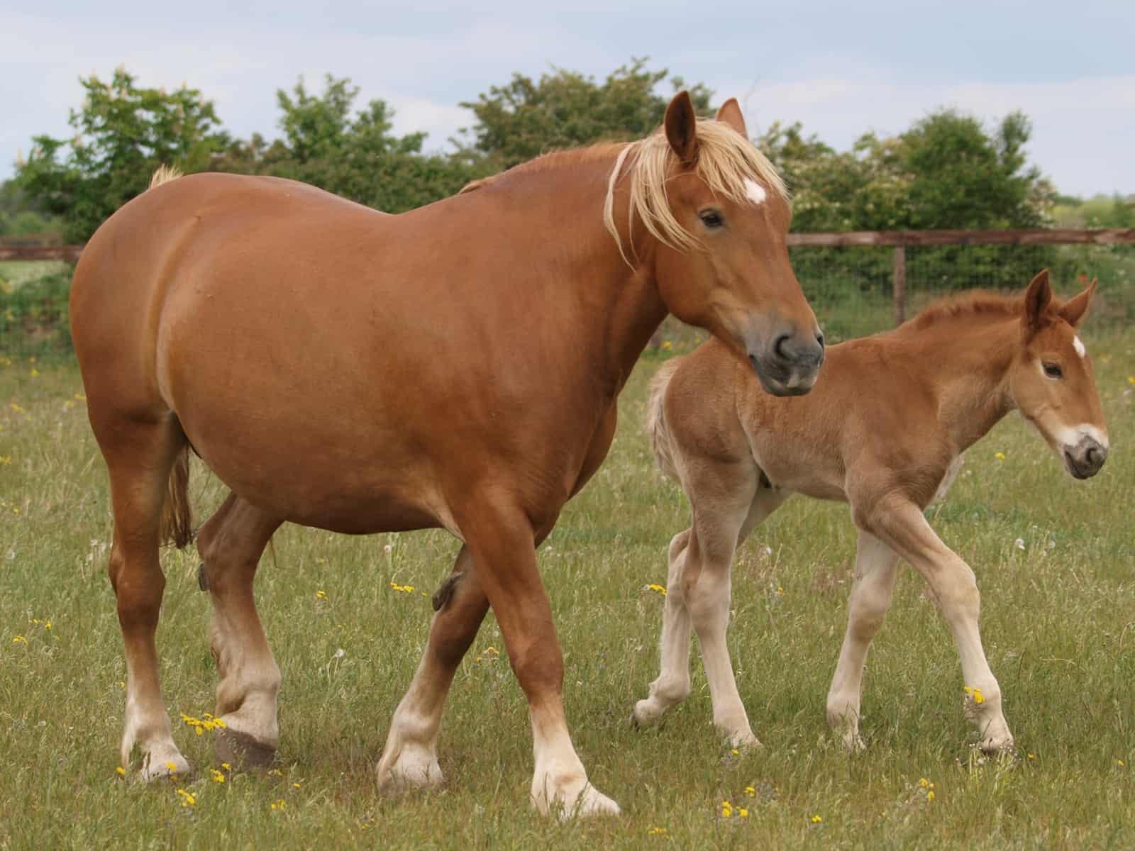 Mare Thyroid Condition Might be Linked to Foal Deaths