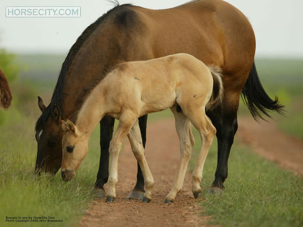 Free Mare and Foal Wallpaper The Free Mare