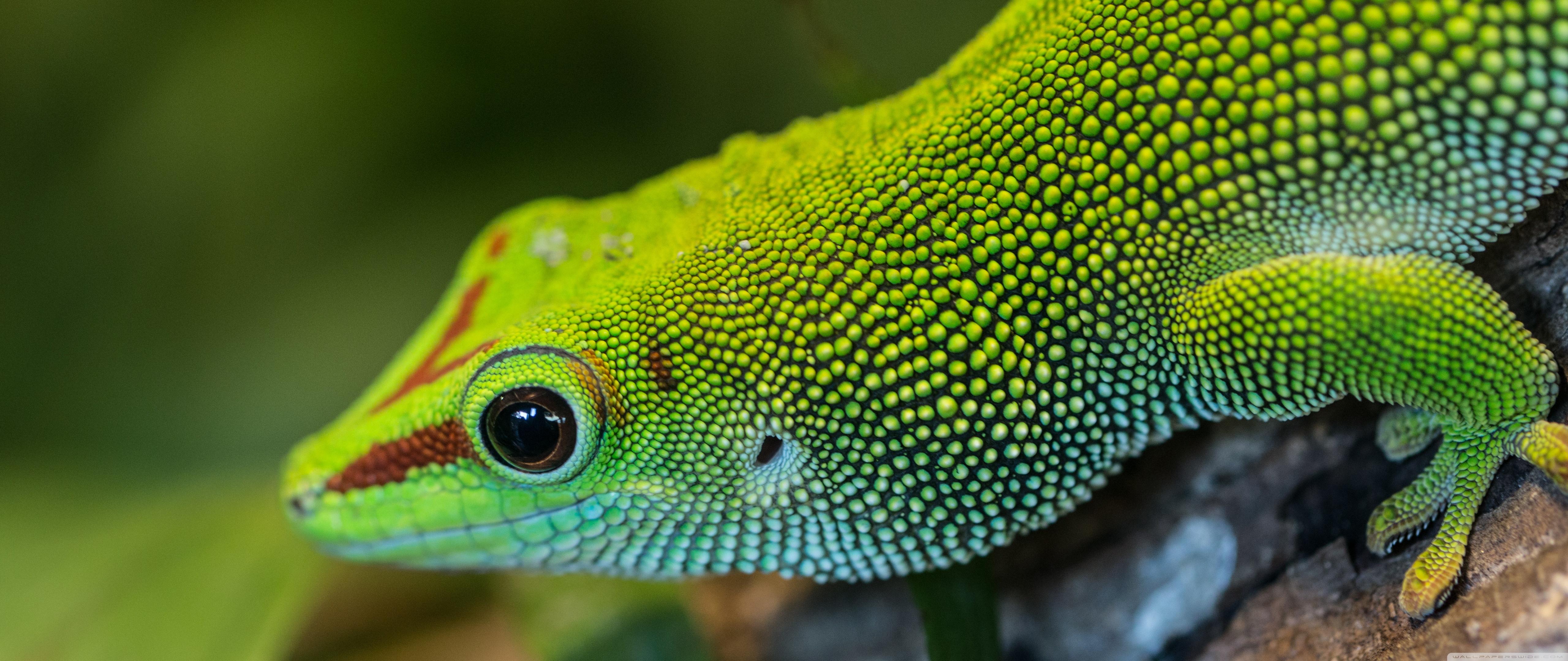 Green Anole Arboreal Lizard UHD Desktop Wallpaper for 4K