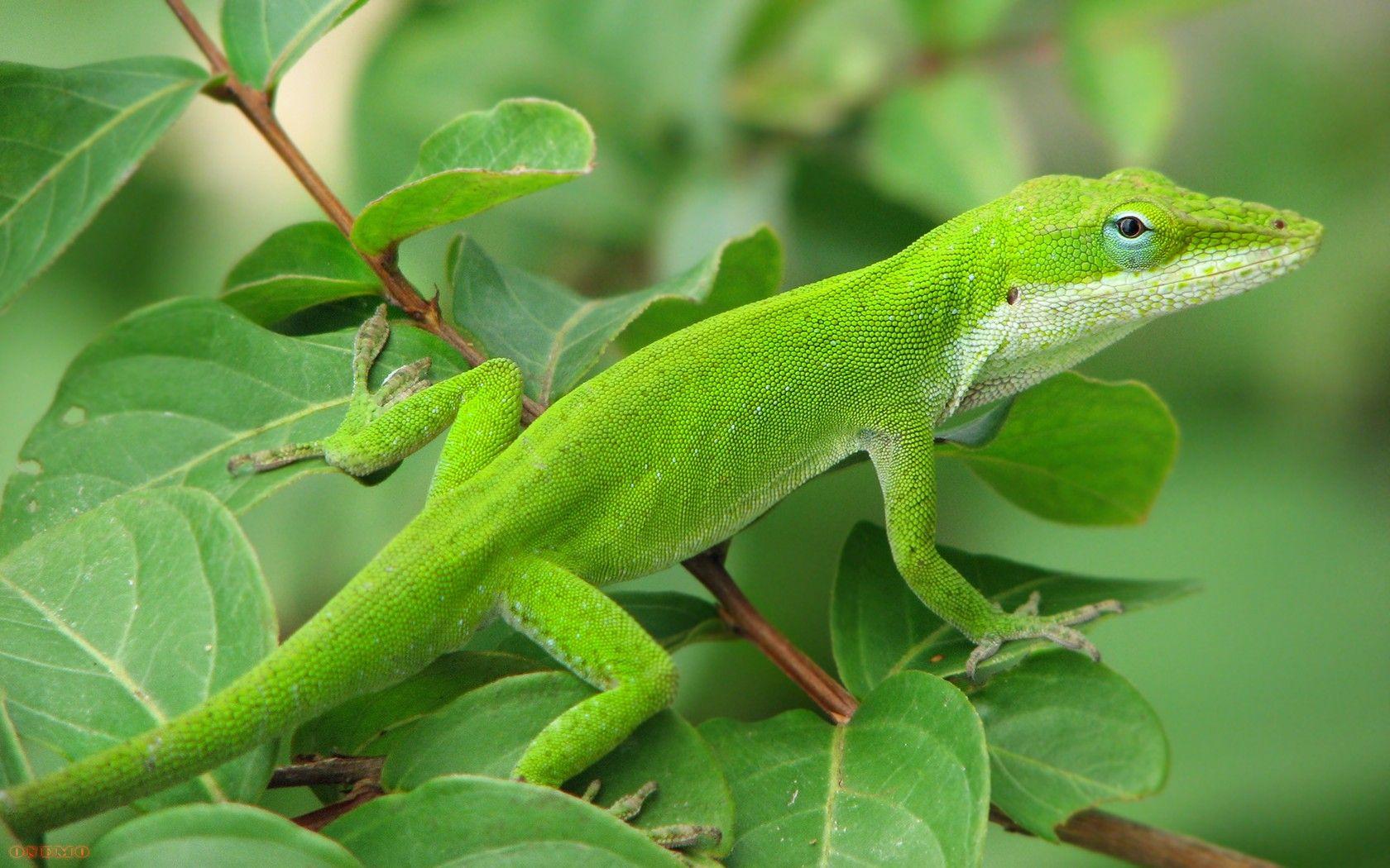 Green Anole Arboreal Lizard Wallpapers - Wallpaper Cave