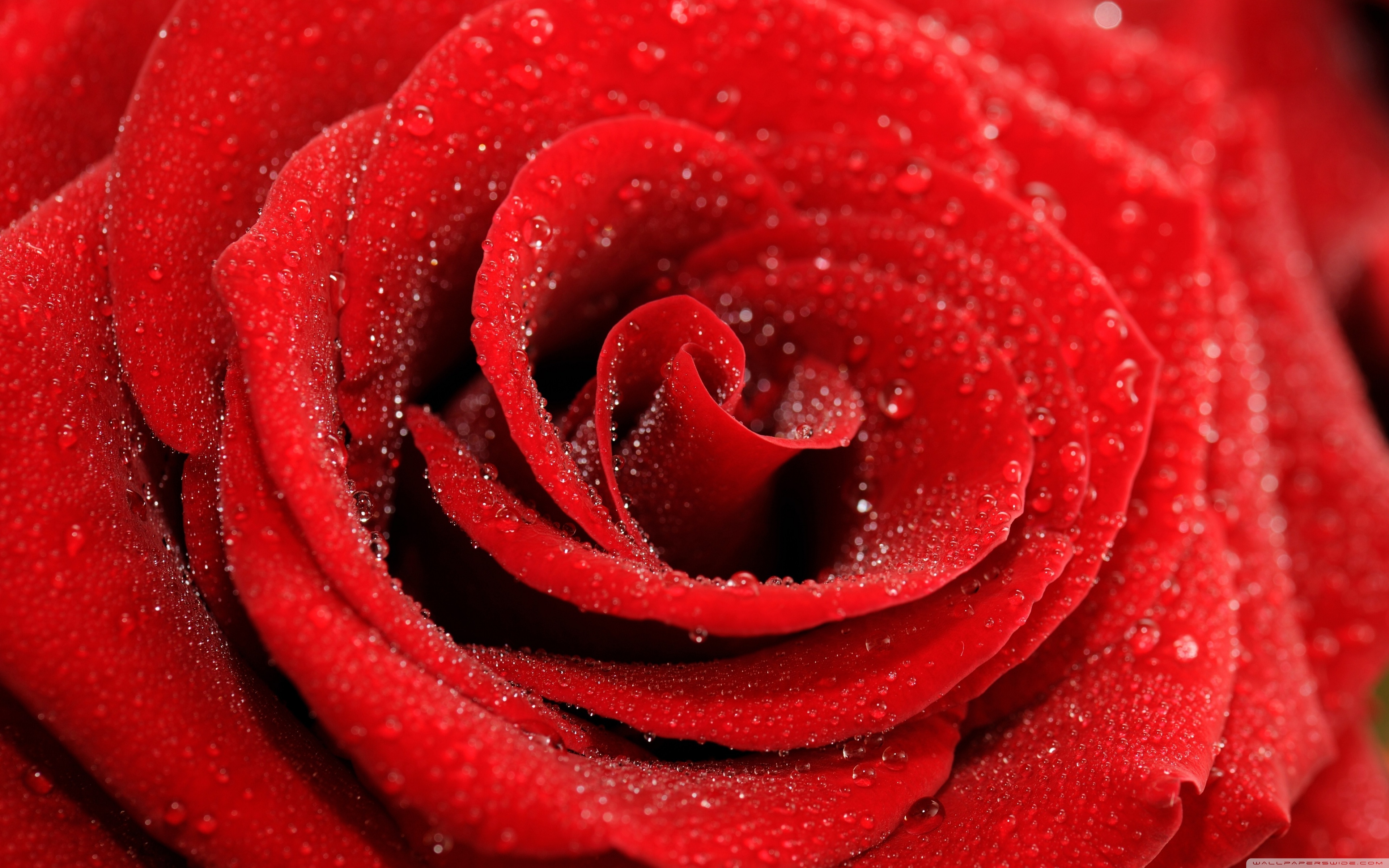 Red Rose Macro ❤ 4K HD Desktop Wallpaper for