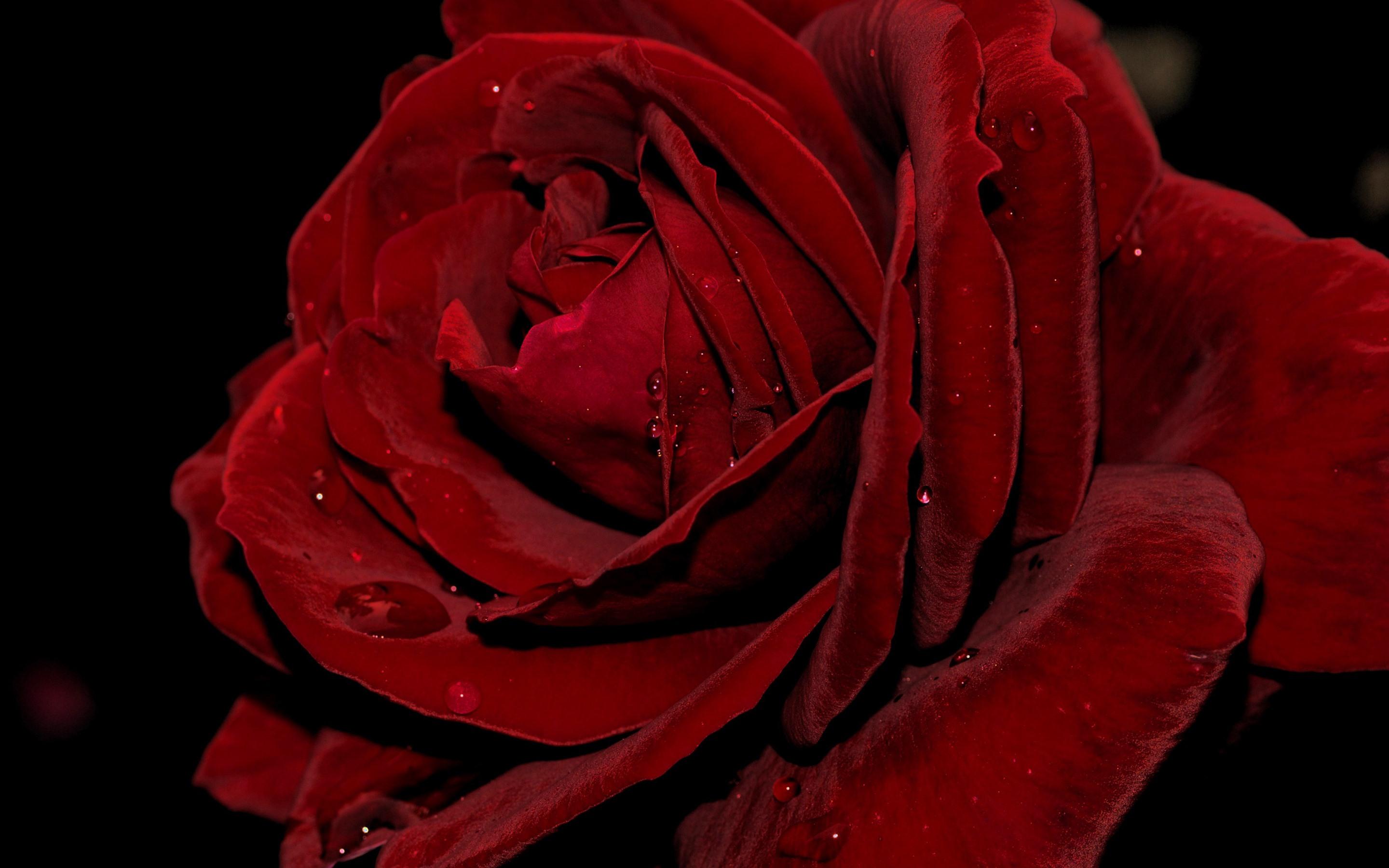 Wallpaper Red rose macro photography, petals, water droplets