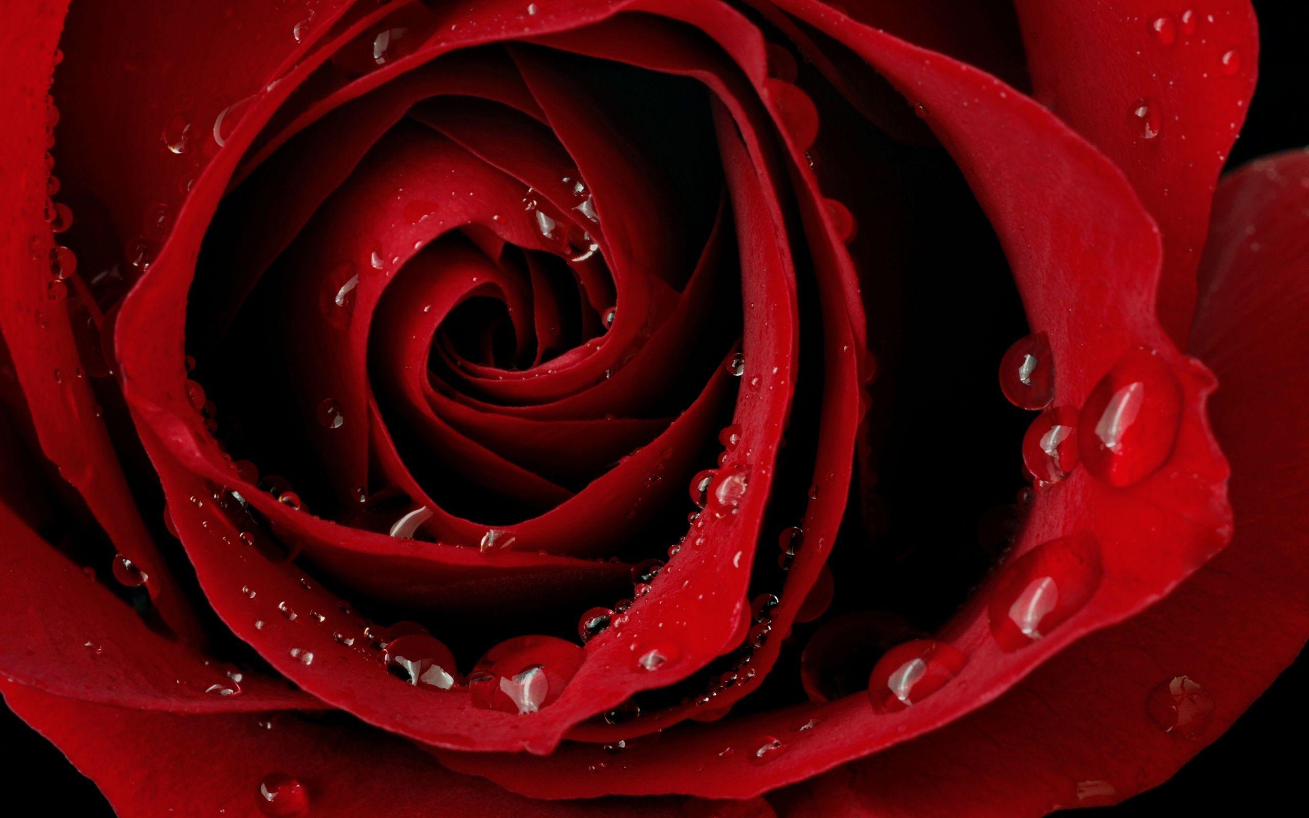 macro photography red roses wallpaper. RoSe>RanunCuLuS