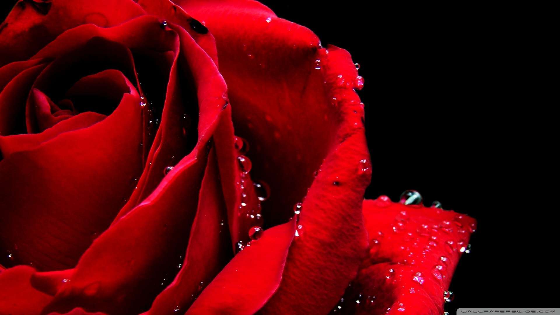 Free download Wallpaper Red Rose Macro 3 Wallpaper 1080p HD
