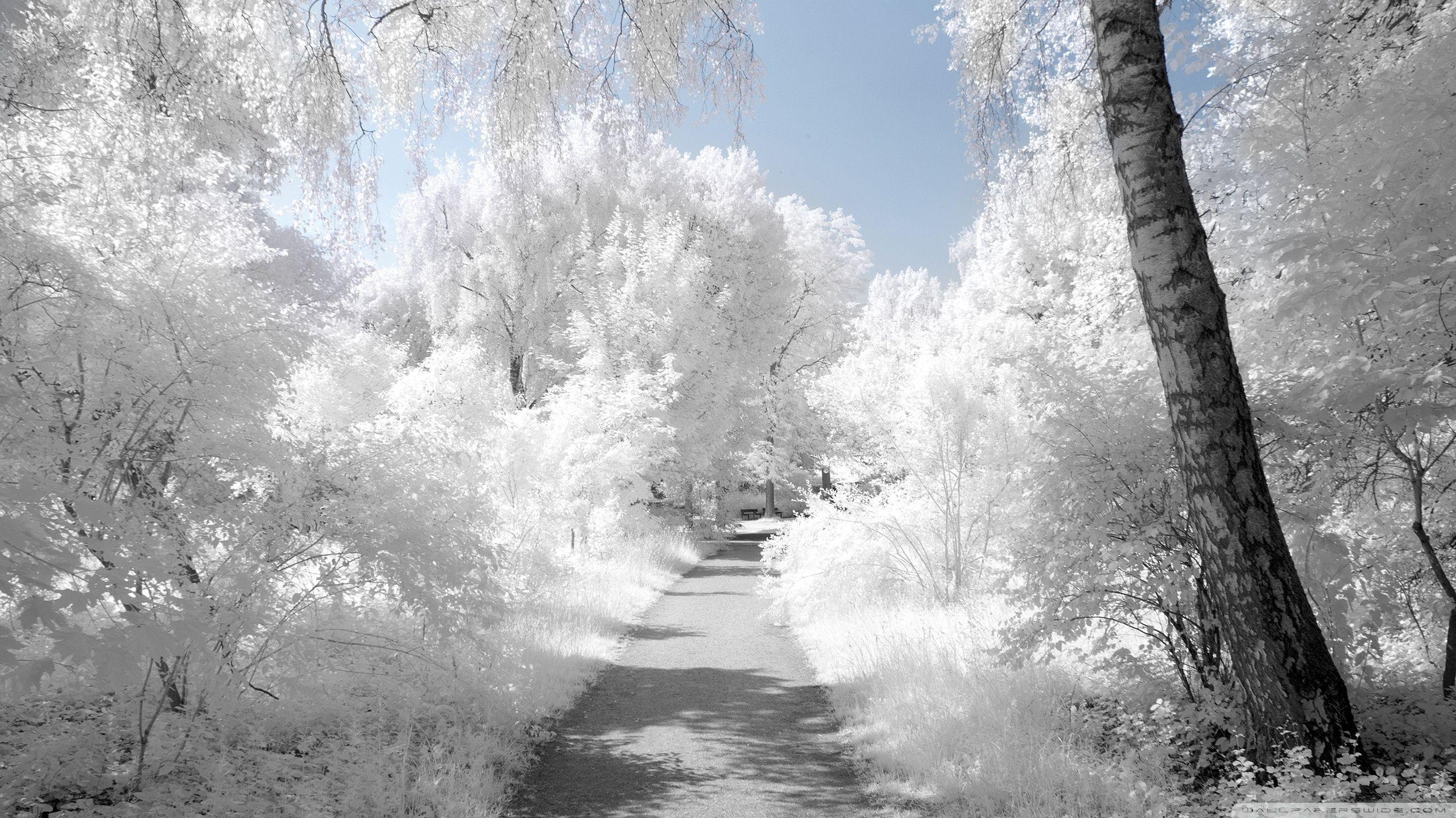 HD wallpaper Photography Infrared  Wallpaper Flare