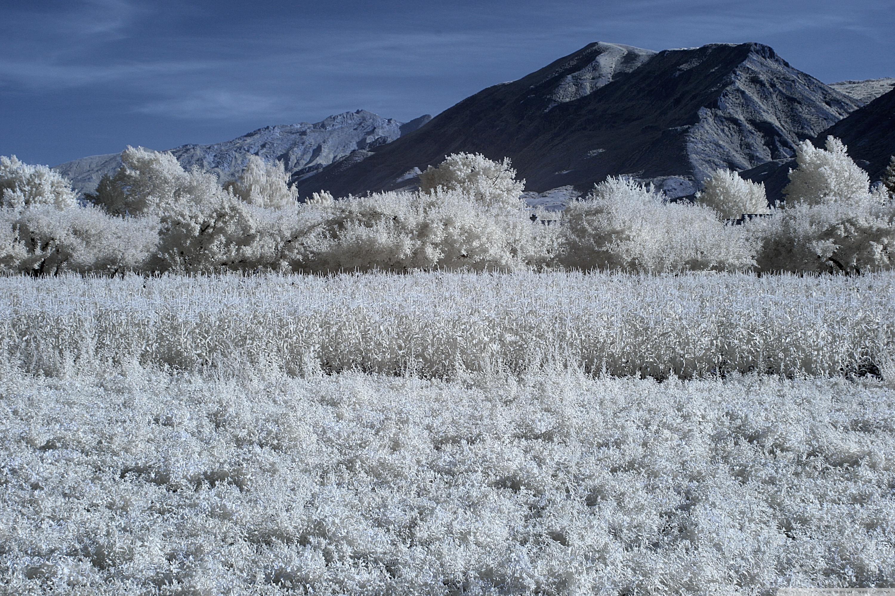 Infrared Landscape Wallpapers - Wallpaper Cave