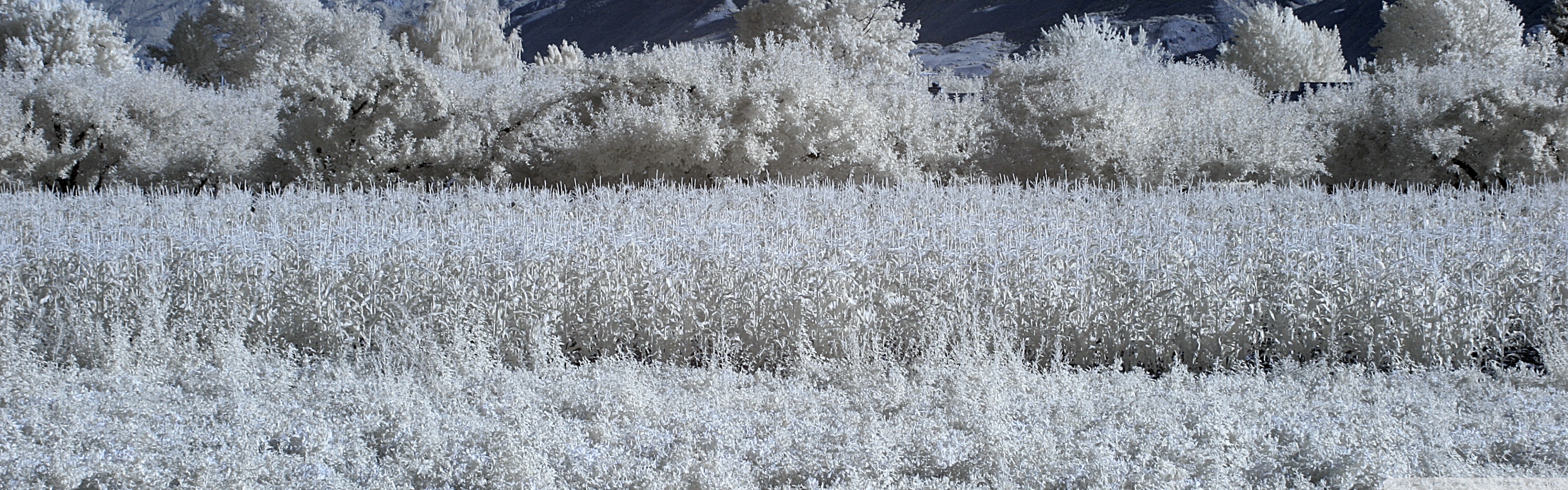 Infrared Landscape Photography ❤ 4K HD Desktop Wallpaper