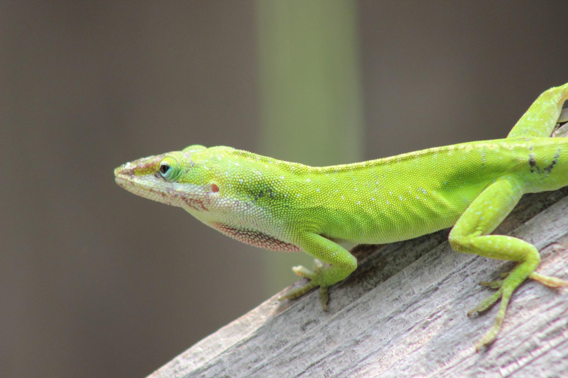 Green Anole Arboreal Lizard Wallpapers Wallpaper Cave