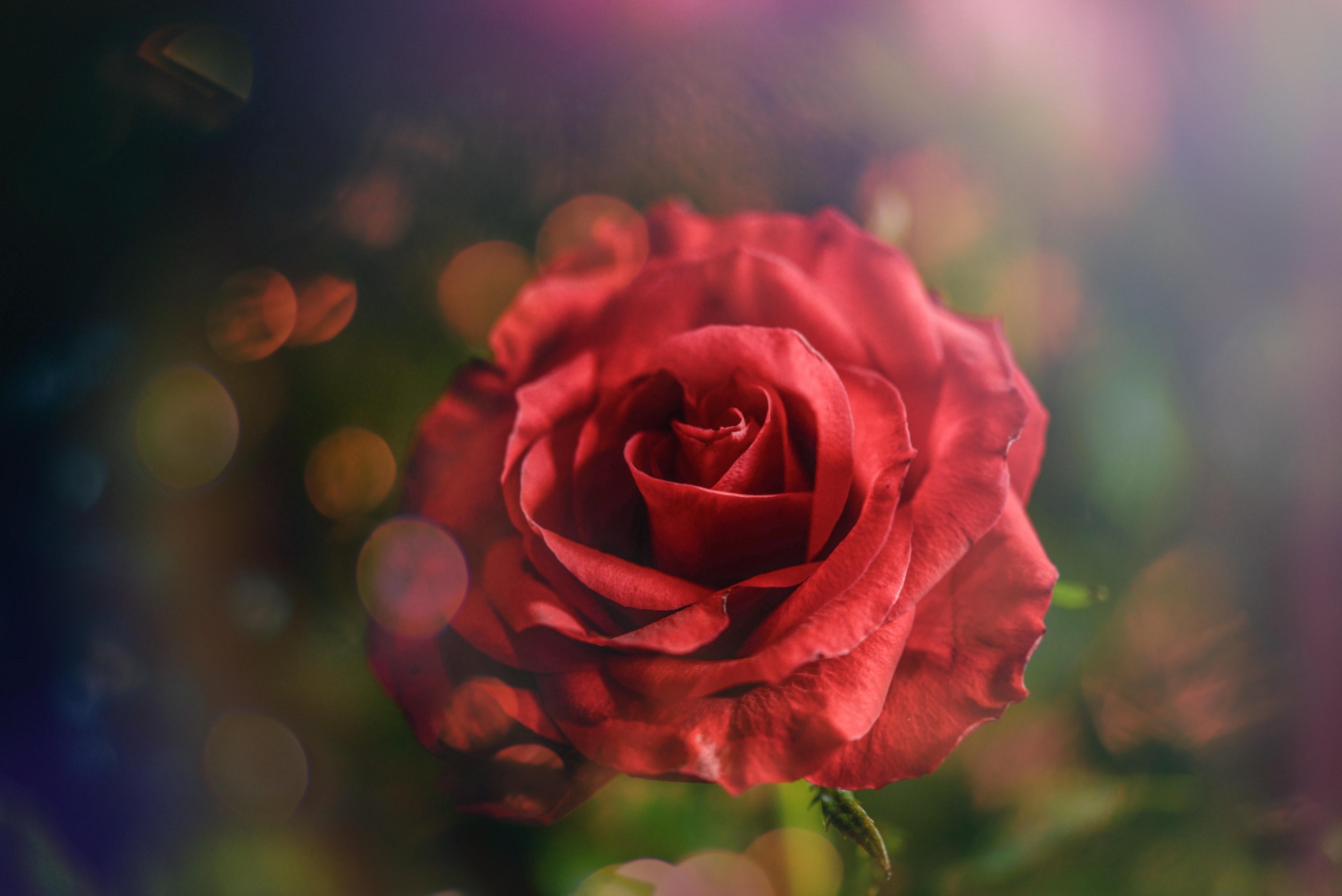 Macro Photography of Red Rose · Free