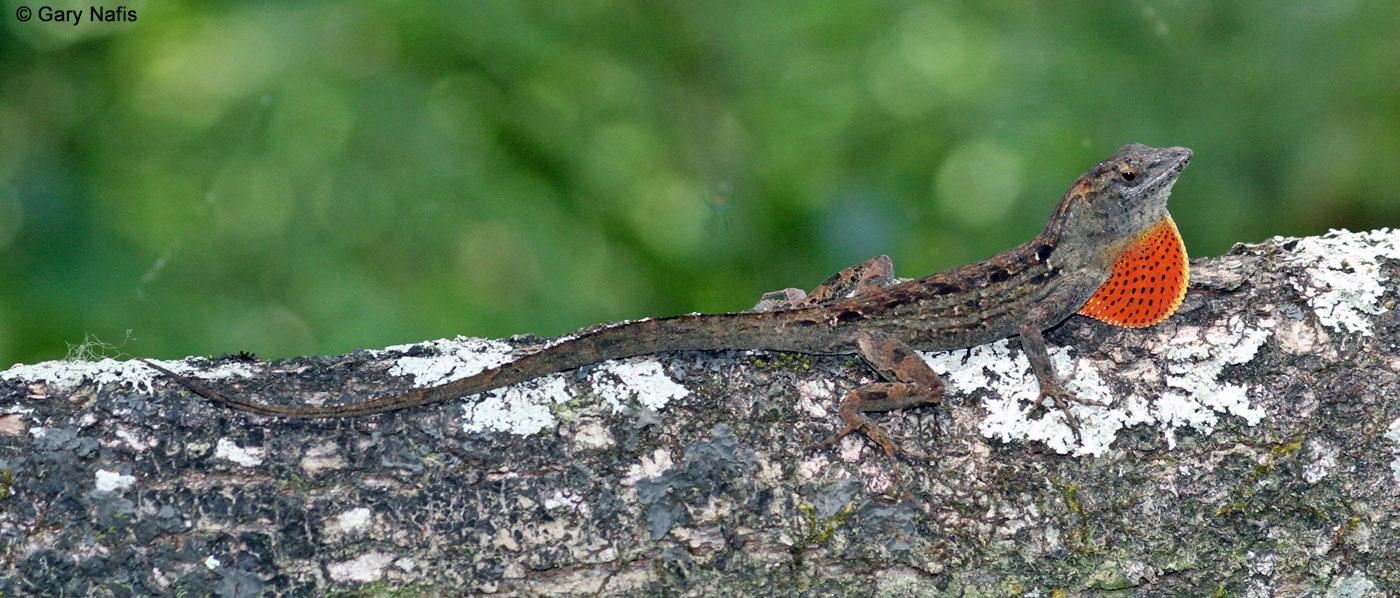 Brown Anole