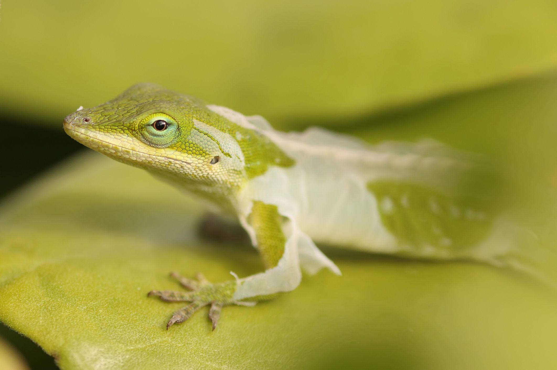 Preventing Incomplete Shedding Problems in Reptiles