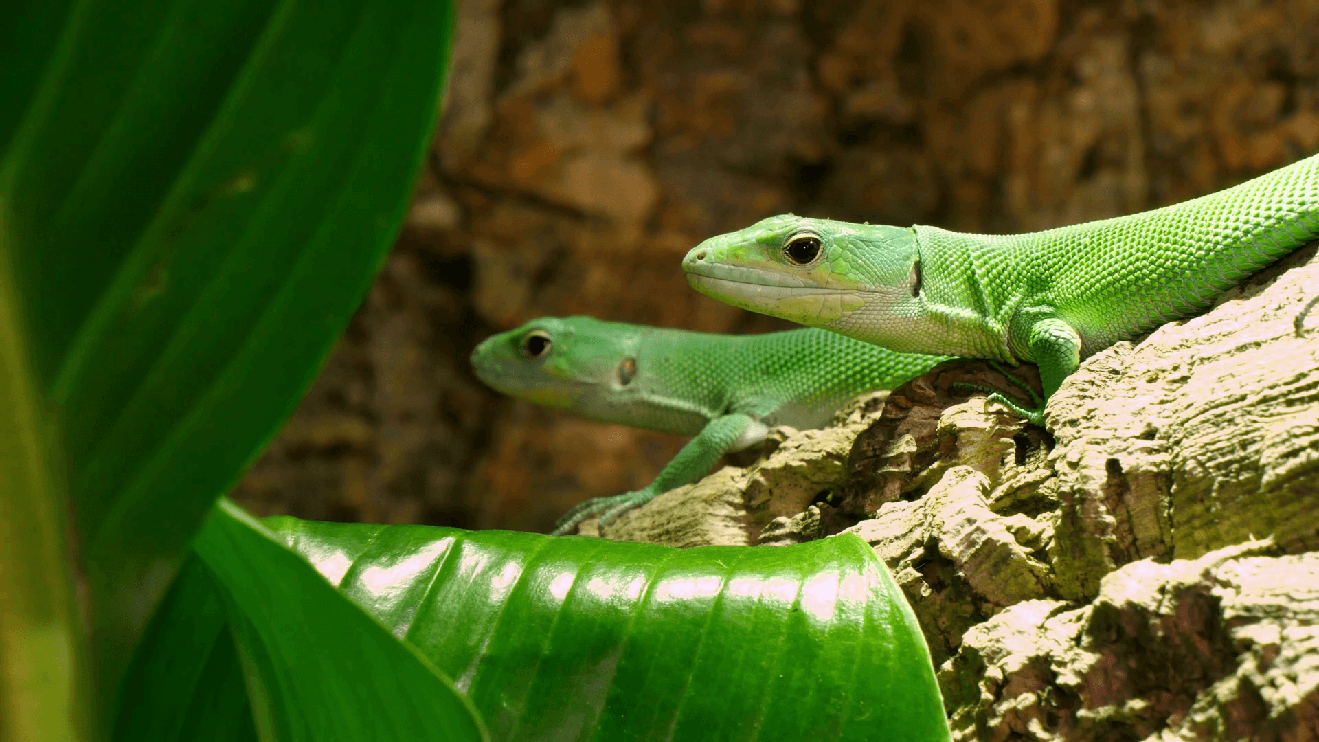 Green Lactide Lizards Gastropholis Prasina Couple Gastropholis is a genus of Equatorial African lacertid lizards of the family Lacertidae. Not much is