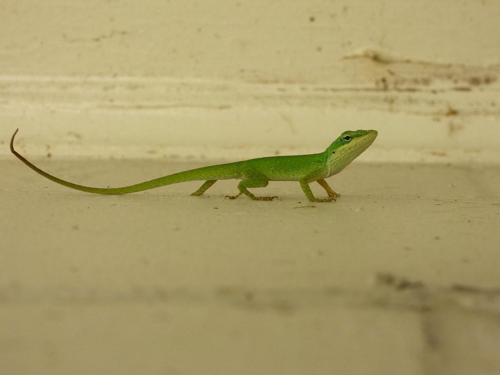 Green Anole (Anolis carolinensis). The Green Anole (Anolis
