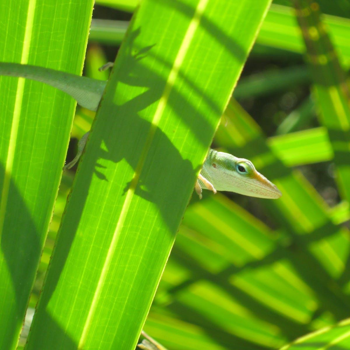 Invasive species trigger rapid evolution for lizards in Florida