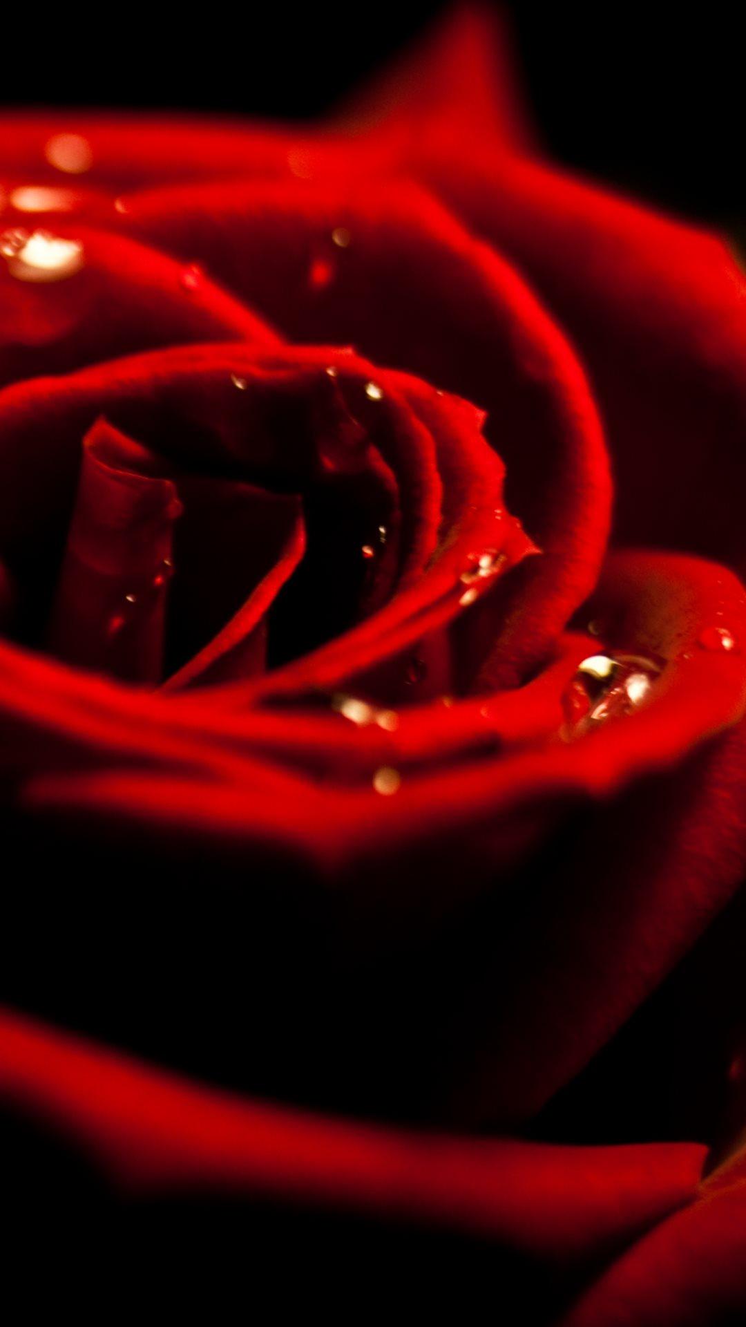 Red Rose Dew Closeup iPhone 8 Wallpaper Free Download