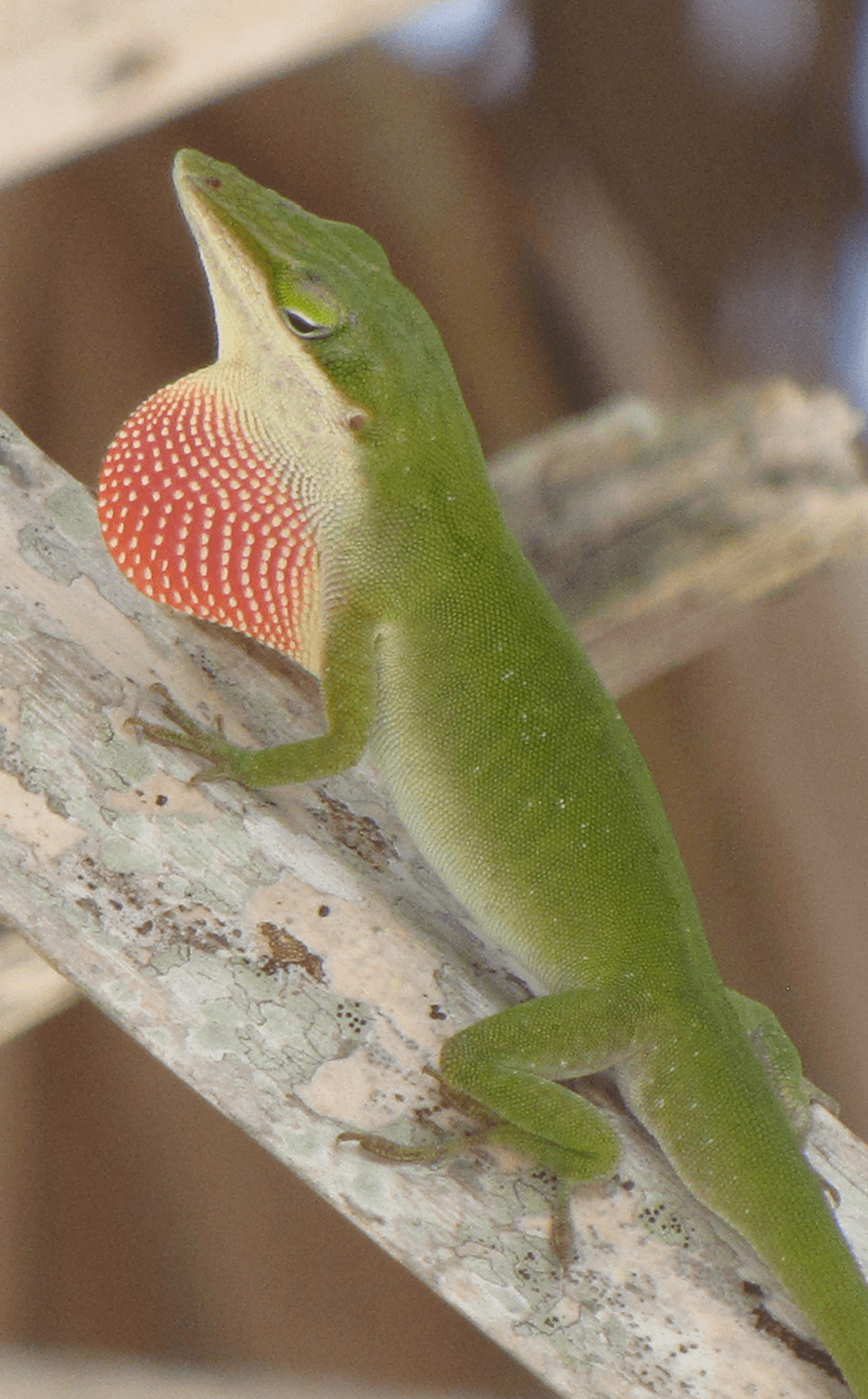 Invasive species trigger rapid evolution for lizards in Florida