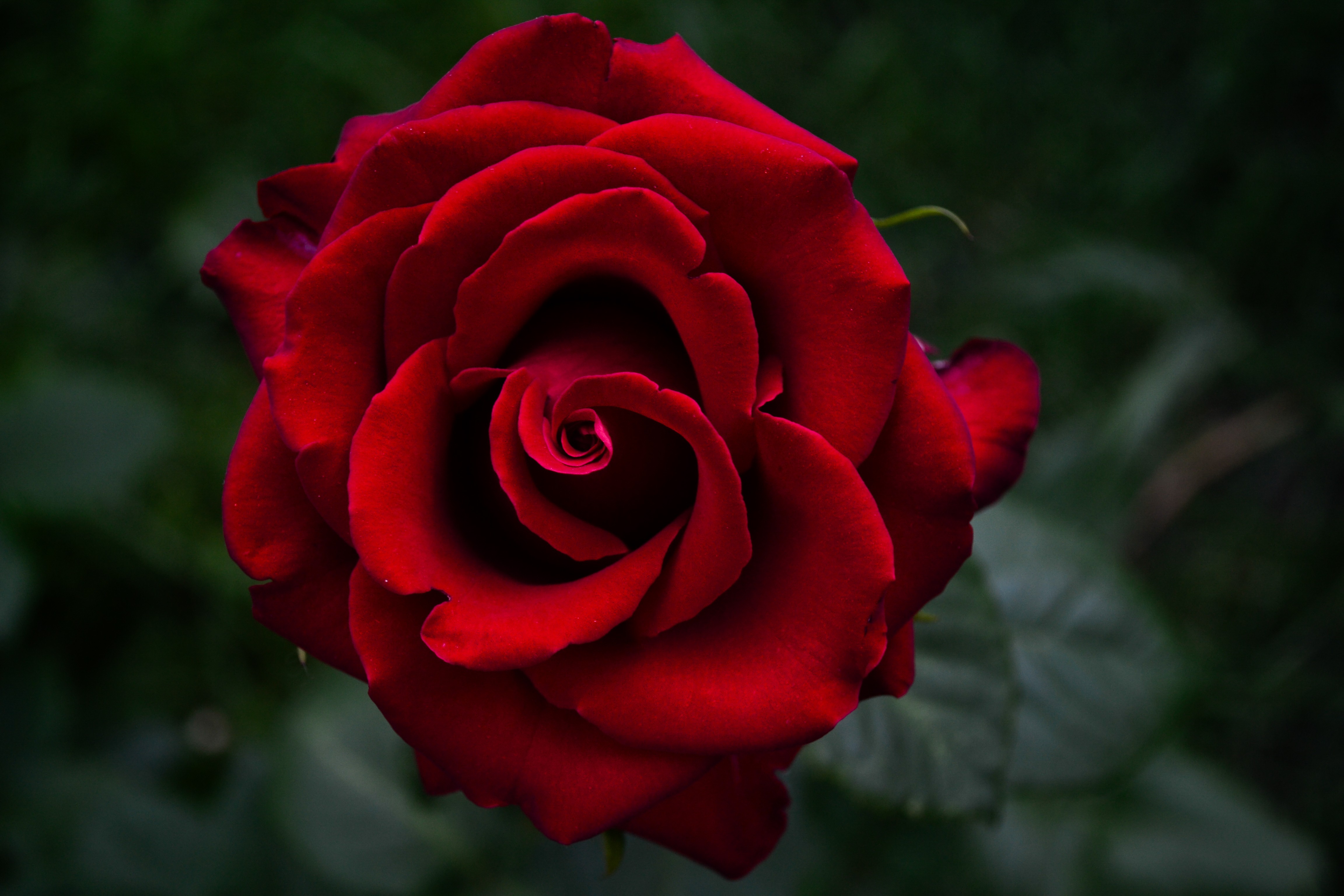 Free photo: Red Rose macro, Drops, Organic