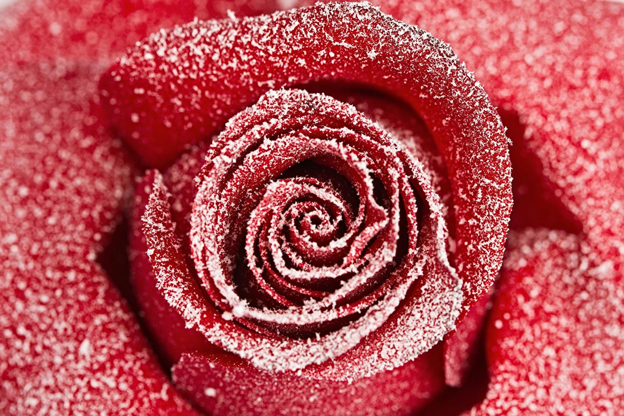 image Red rose Snow Flowers Macro photography Closeup