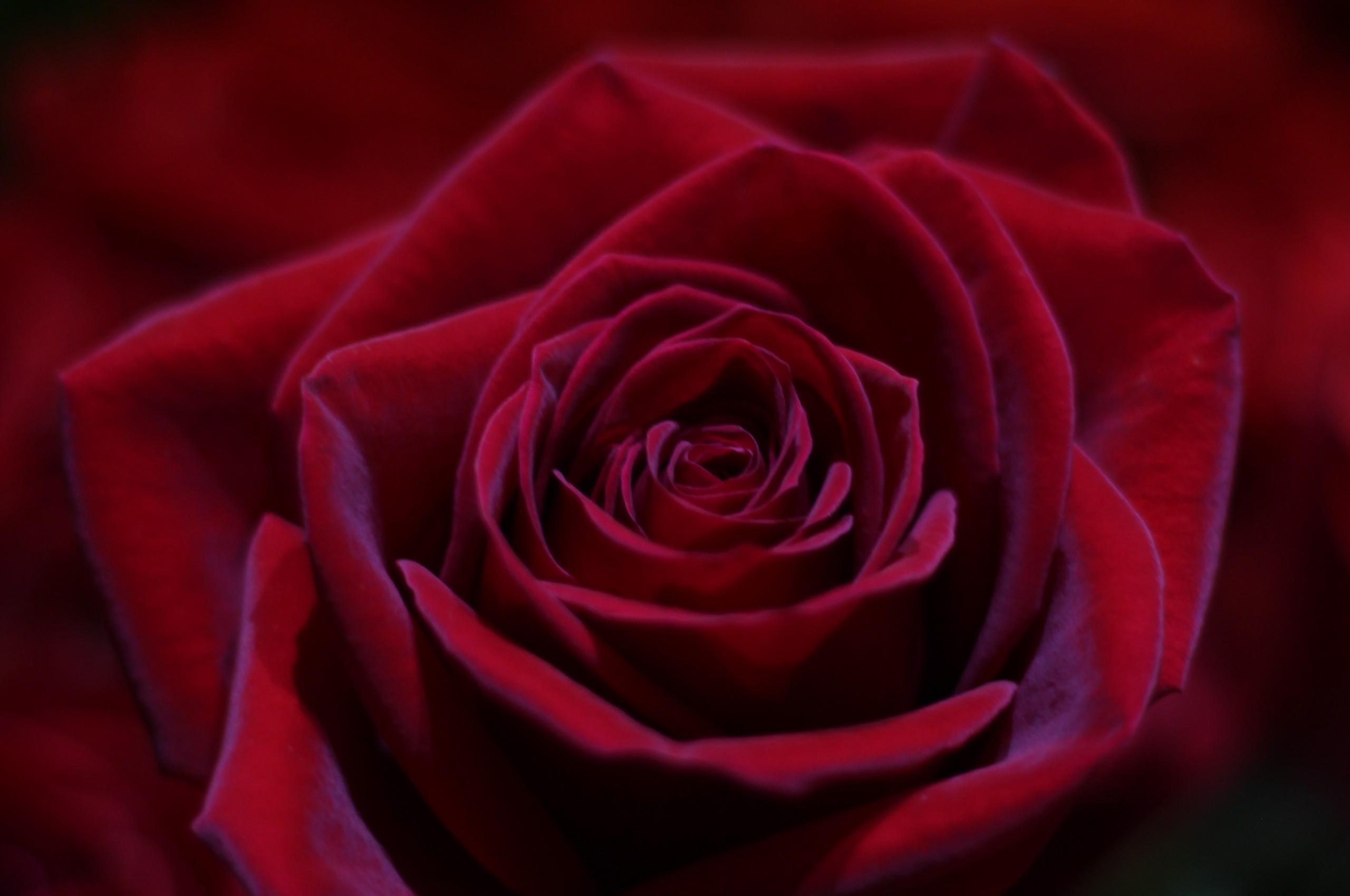 Download 2560x1700 Red Rose, Petals, Macro Wallpaper