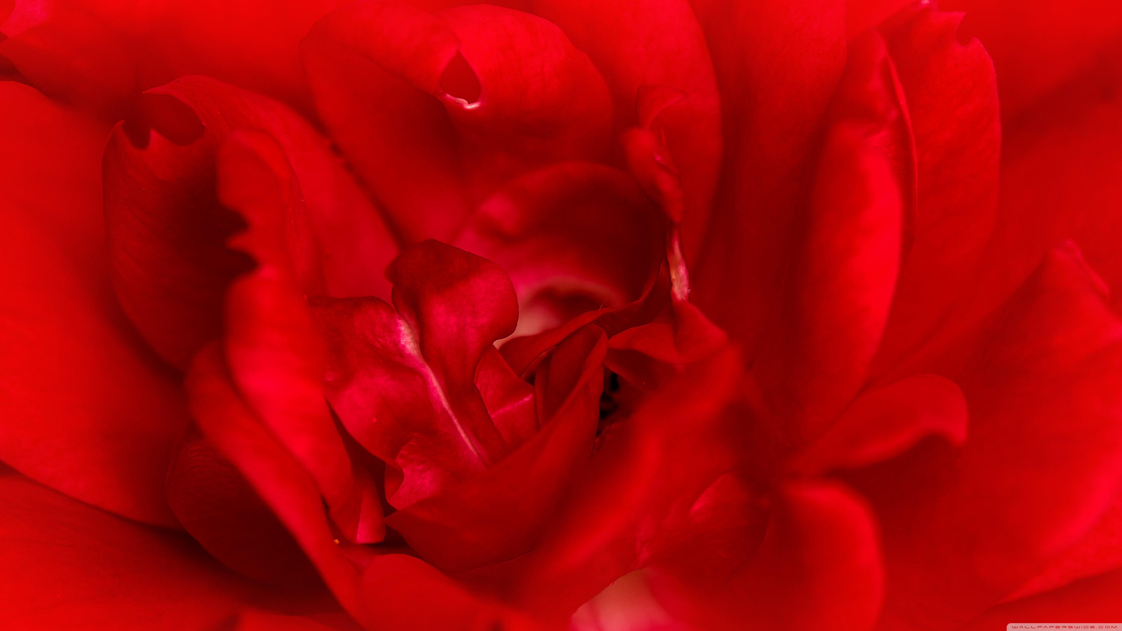 Red Rose Macro ❤ 4K HD Desktop Wallpaper for 4K Ultra HD TV