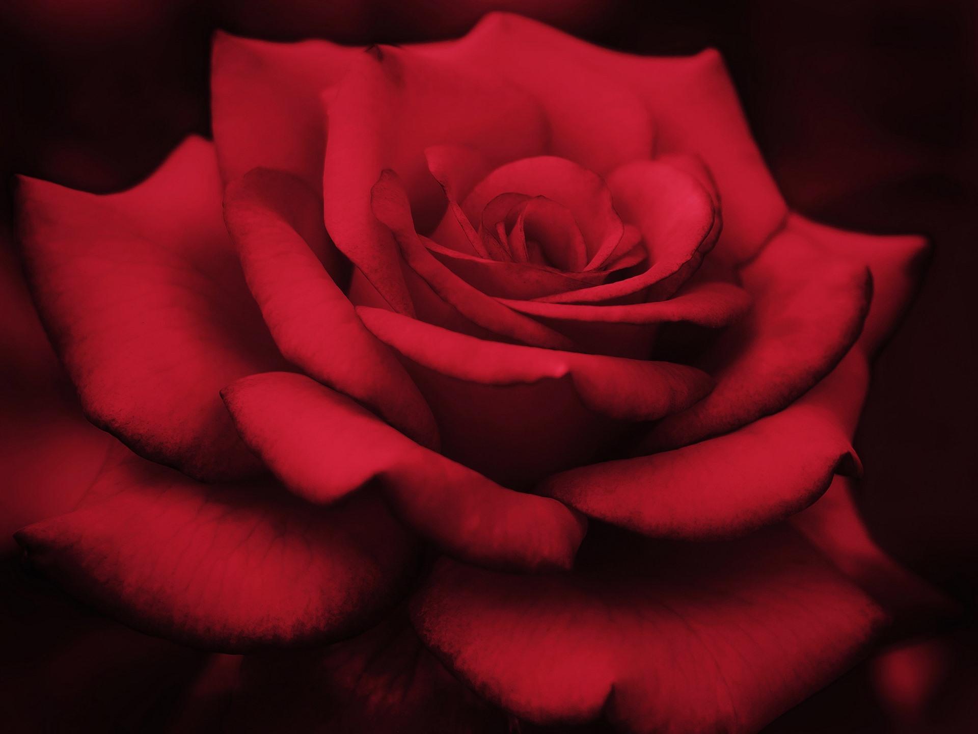 Wallpaper Red rose macro photography, petals, black