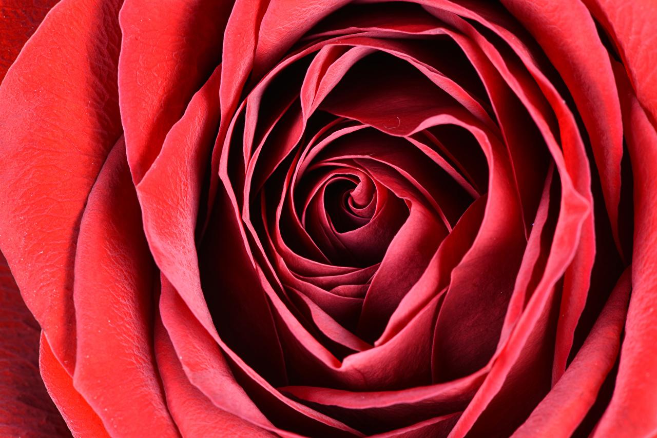 Desktop Wallpaper Red Roses Flowers Macro photography Closeup
